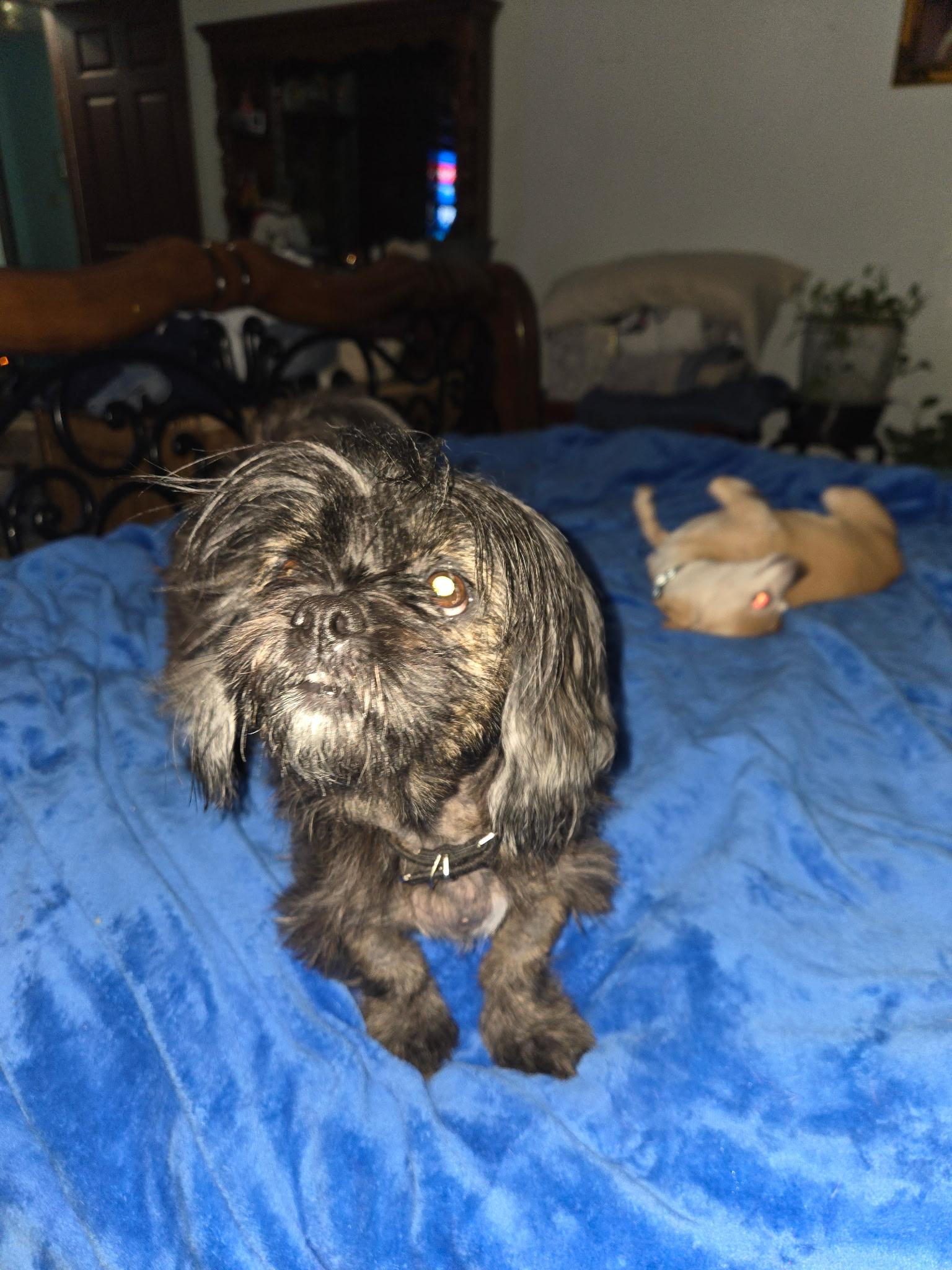Baby Blue, ADOPTABLE, Adult Female Pekingese & Shih Tzu.