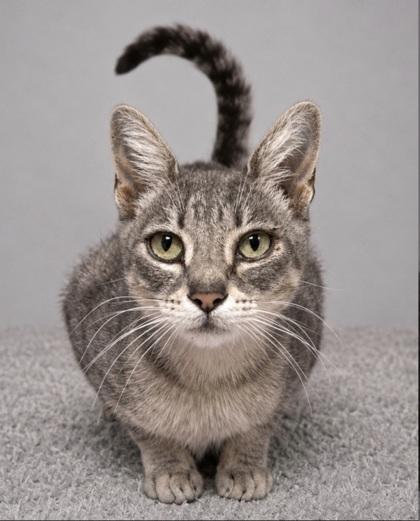 Mojo, Adoptable, Young Female Domestic Short Hair & Domestic Short Hair.