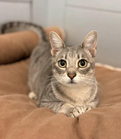 Enlarge Mojo, a Adoptable mixed breed in Fresno, CA image 1/3