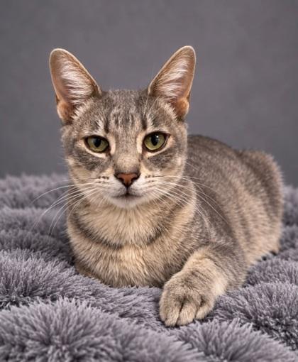 Enlarge Mojo, a Adoptable mixed breed in Fresno, CA image 3/3