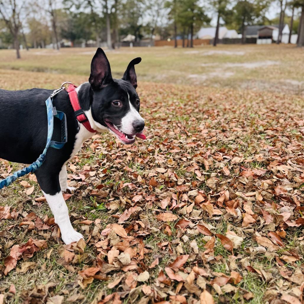 Nadia, Adoptable, Young Female Mixed Breed.