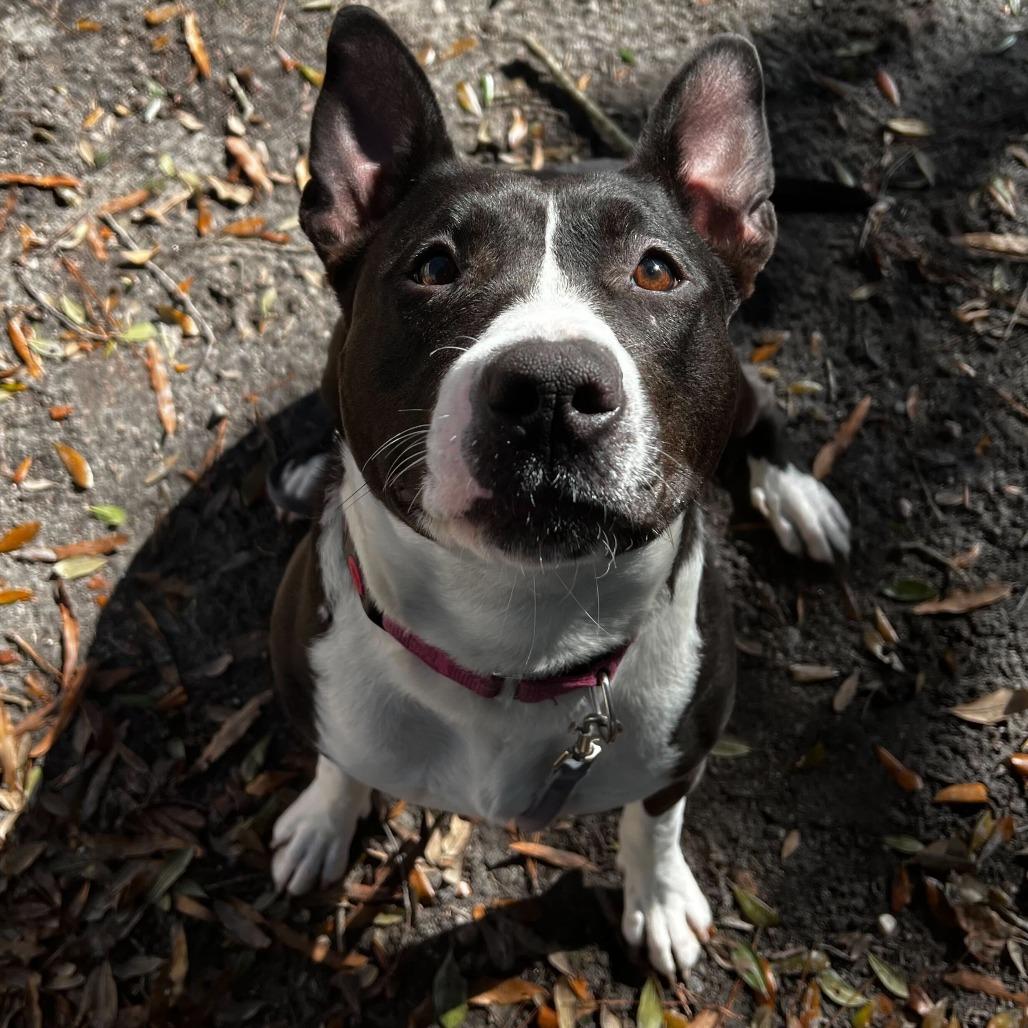 Enlarge Nadia, a Adoptable Mixed Breed in Summerville, SC image 2/6