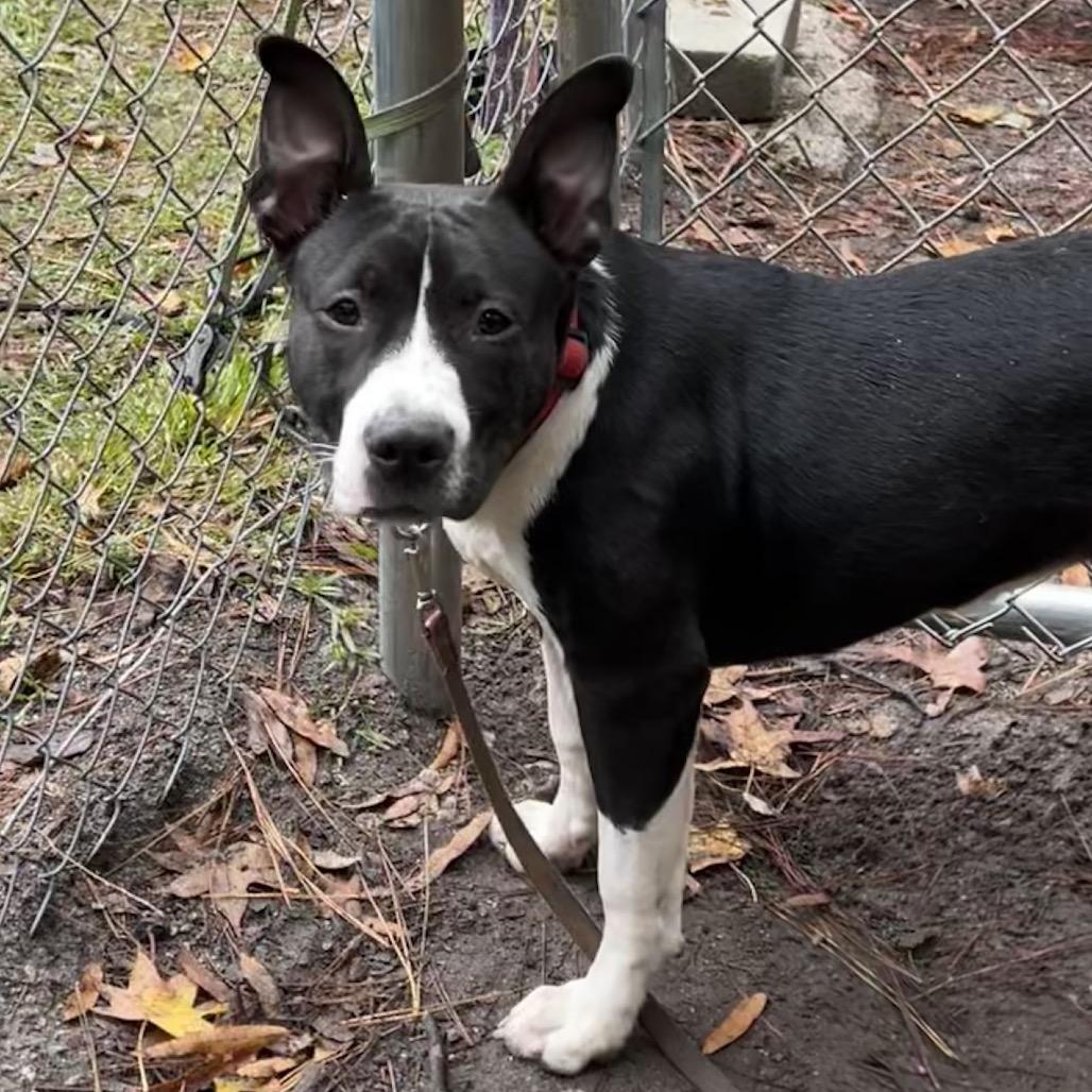 Enlarge Nadia, a Adoptable Mixed Breed in Summerville, SC image 3/6