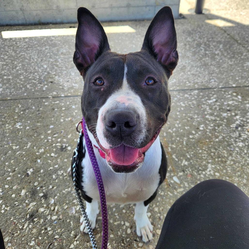 Enlarge Nadia, a Adoptable Mixed Breed in Summerville, SC image 4/6