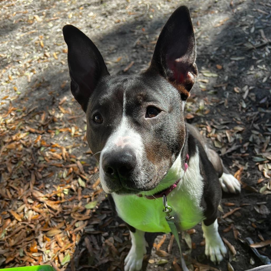 Enlarge Nadia, a Adoptable Mixed Breed in Summerville, SC image 5/6