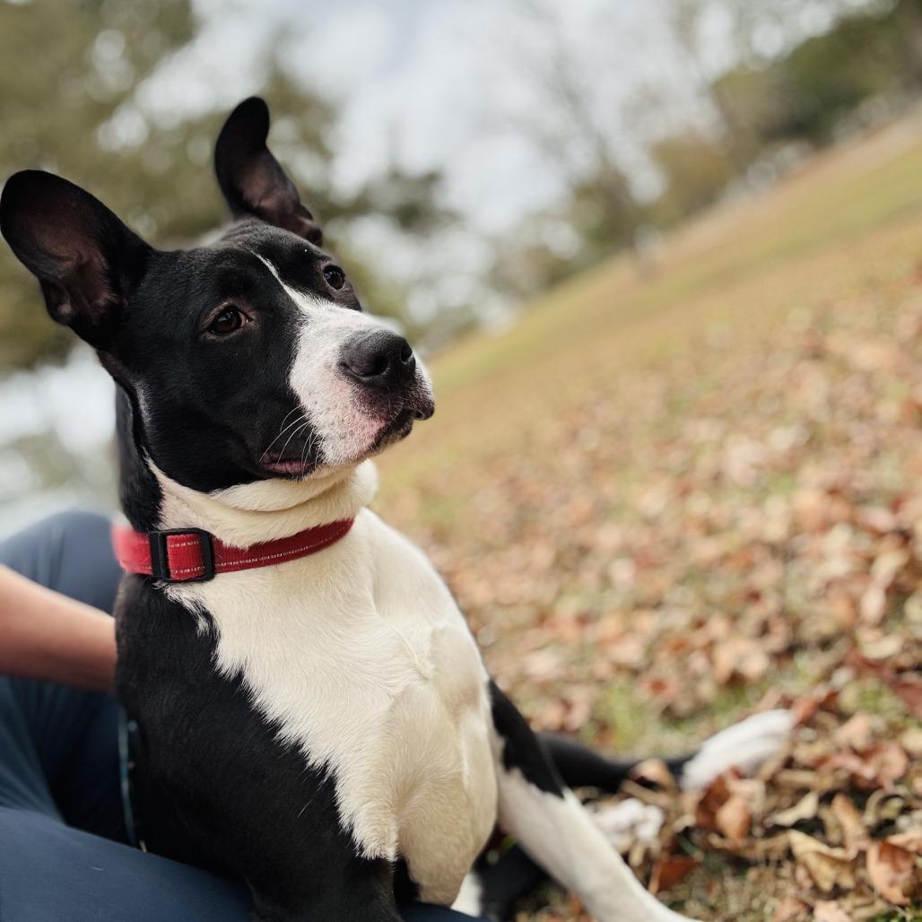 Enlarge Nadia, a Adoptable Mixed Breed in Summerville, SC image 6/6
