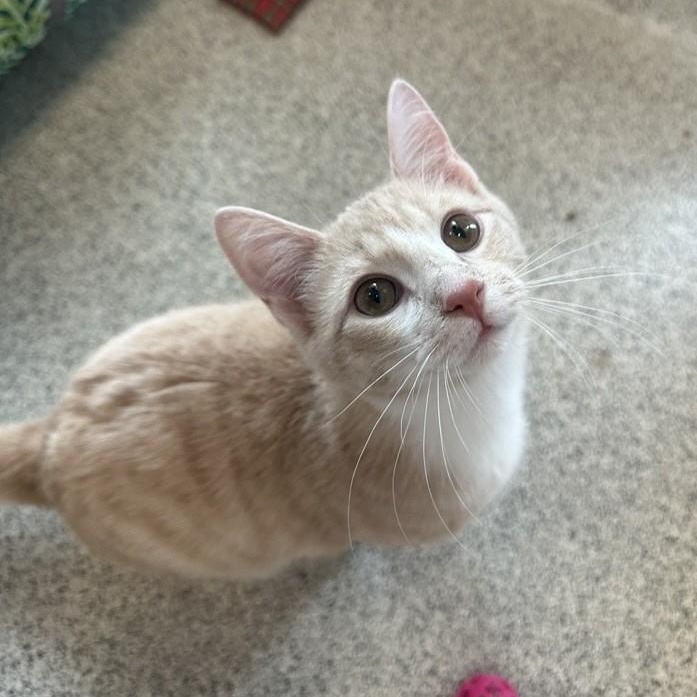 Hector, adopted, Kitten Male Domestic Short Hair.