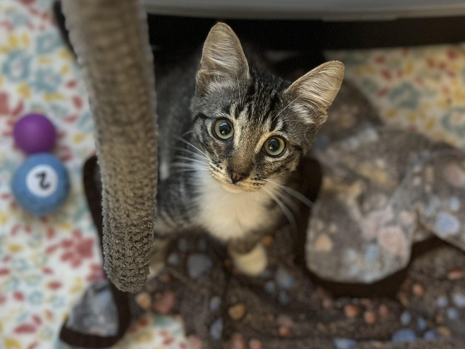 Oolong + Matcha, Adopted, Young Male Domestic Short Hair & Russian Blue.