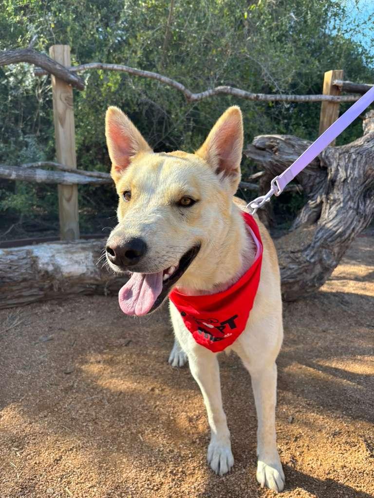 Enlarge Honey, a Adoptable mixed breed in Falls Church, VA image 1/4