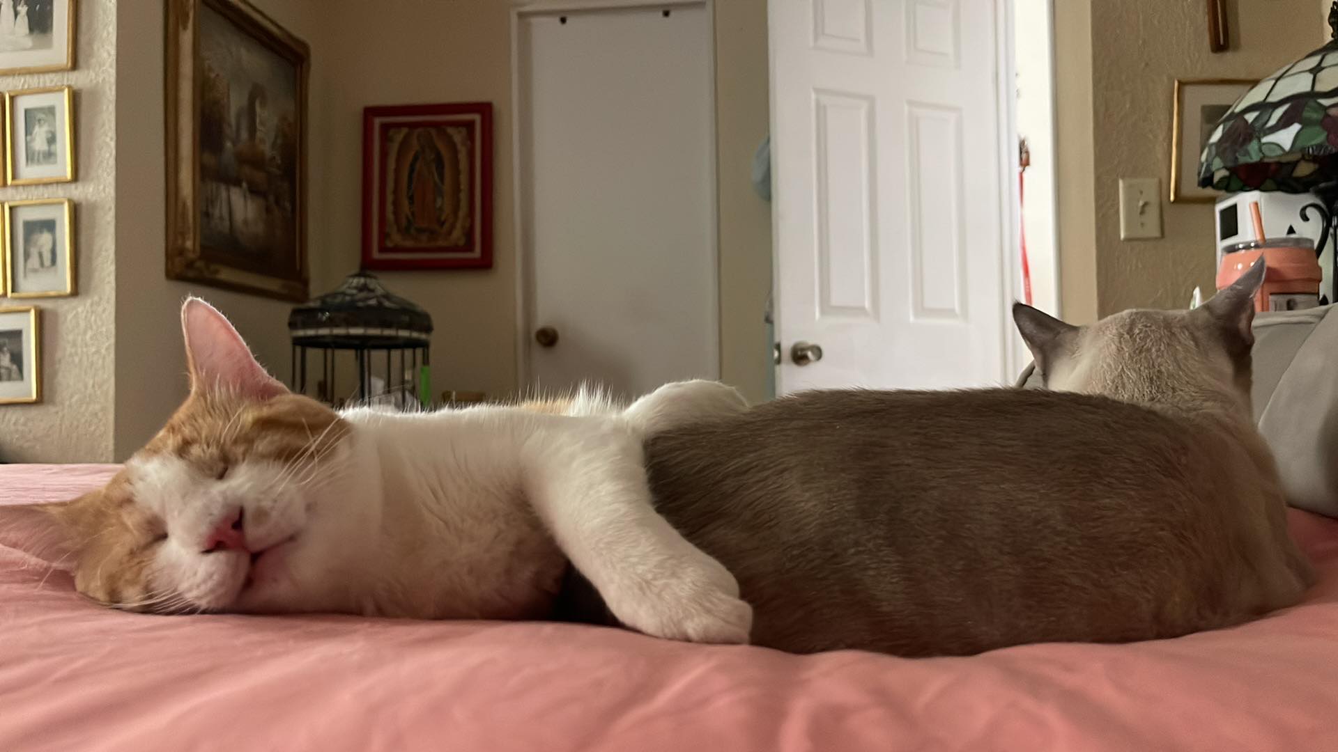 Enlarge Goodyear and Hugo, a Adoptable mixed breed in Mission Viejo, CA image 3/4