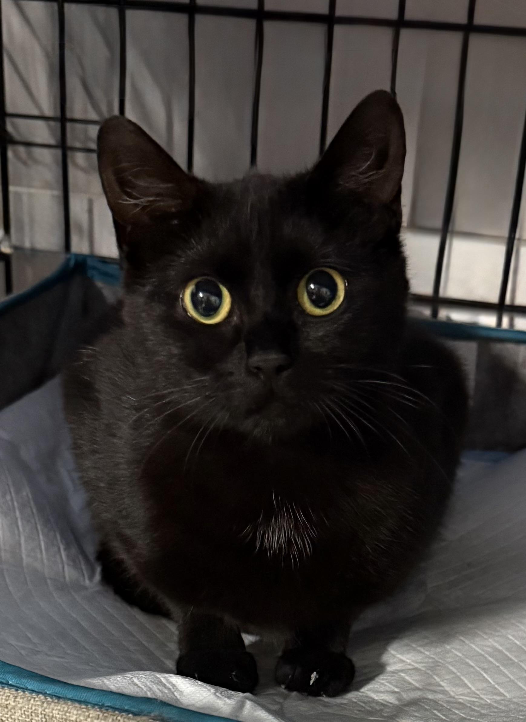 Enlarge Romeow and Juliette, a Adoptable mixed breed in Seneca, SC image 2/5