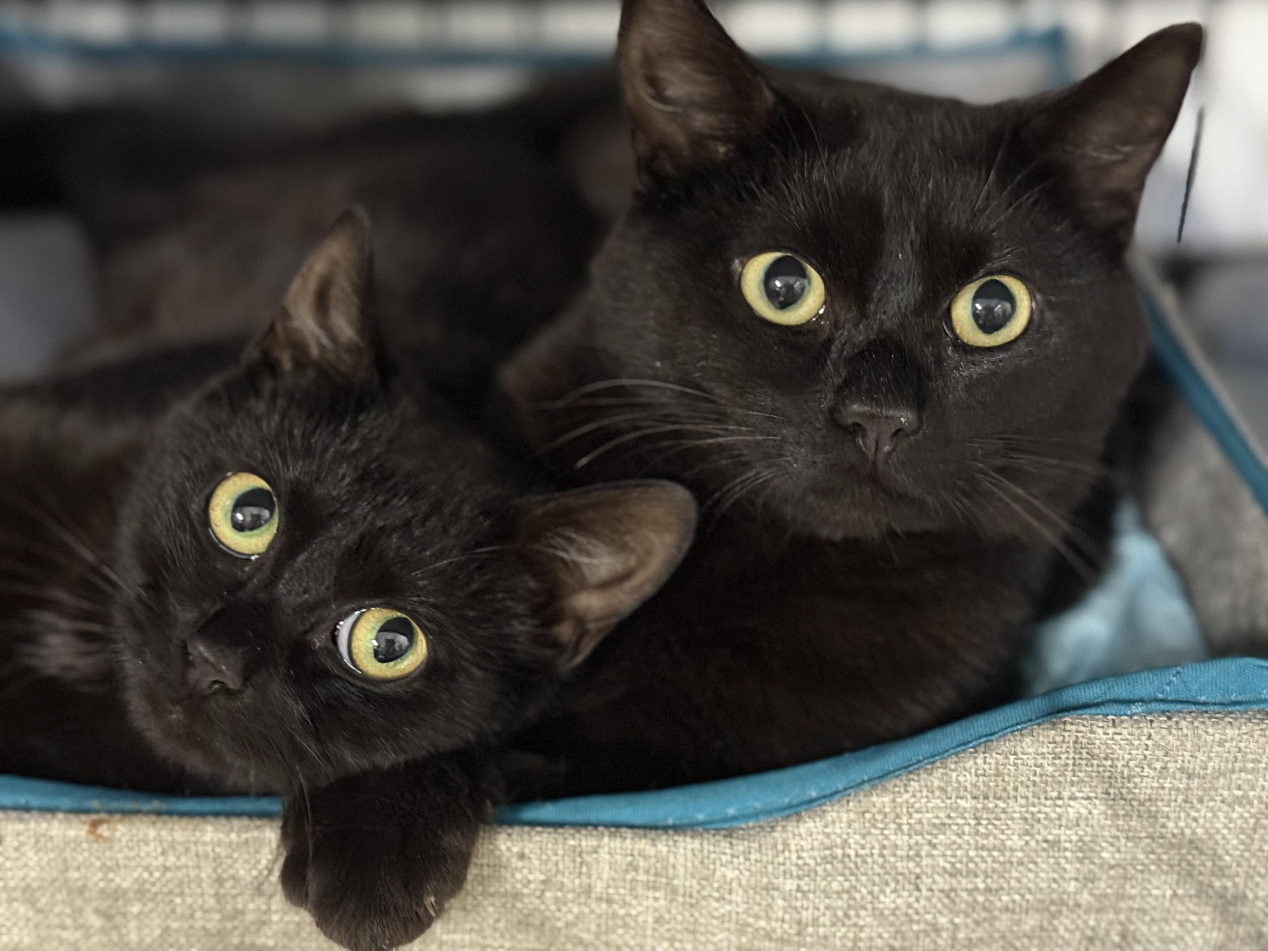 Romeow and Juliette, Adoptable, Young Female Domestic Short Hair & Bombay.