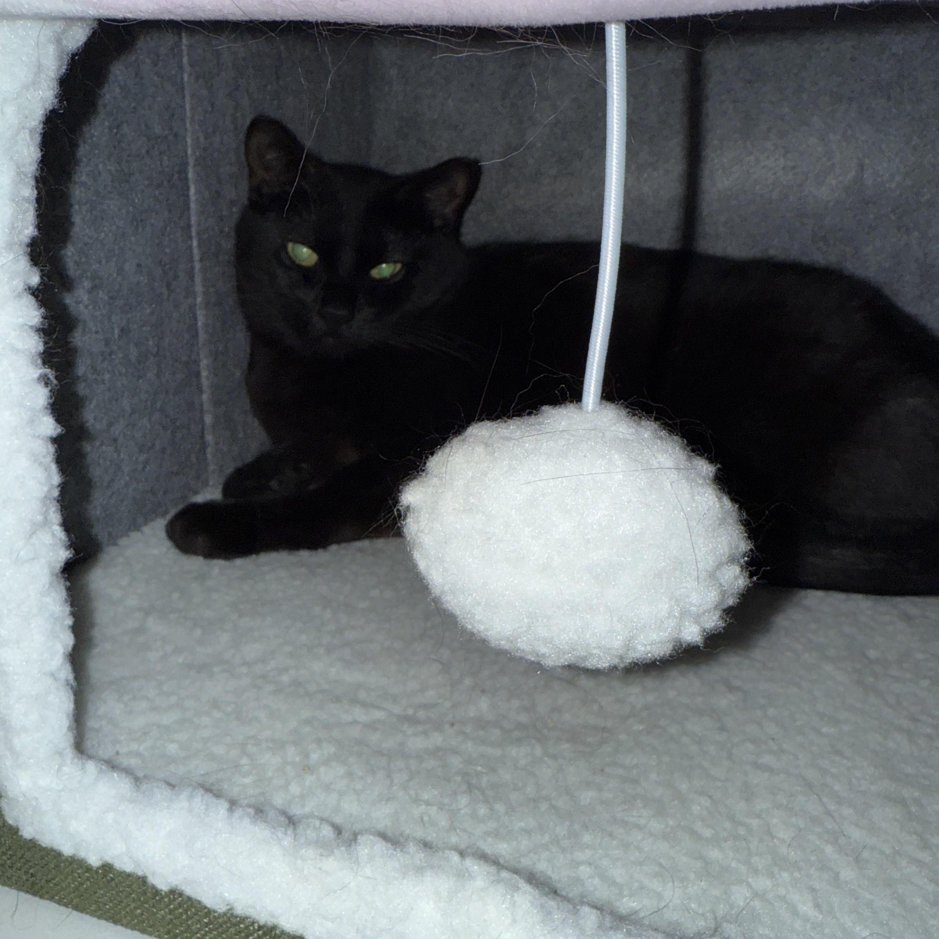 Enlarge Romeow and Juliette, a Adoptable mixed breed in Seneca, SC image 4/5