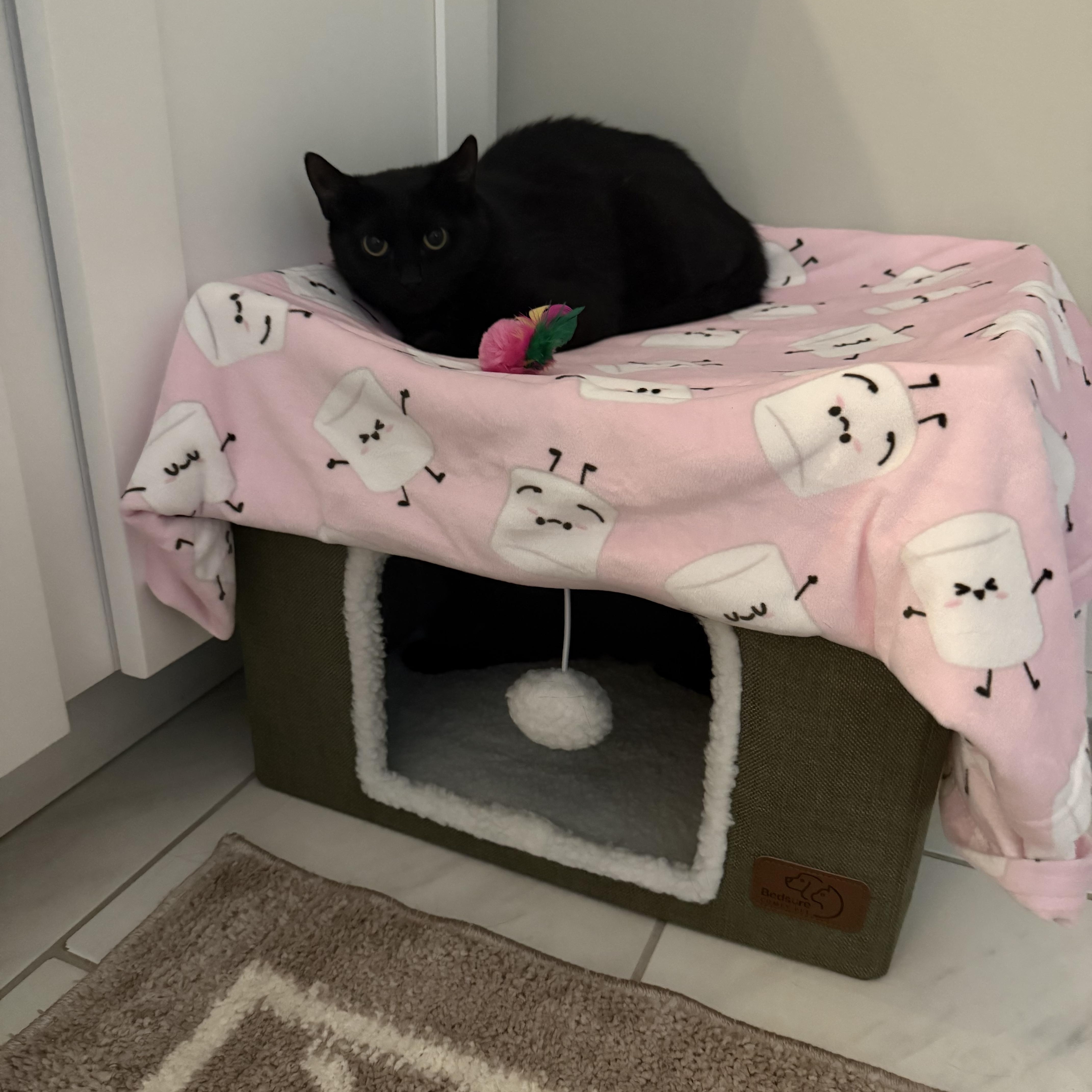 Enlarge Romeow and Juliette, a Adoptable mixed breed in Seneca, SC image 5/5