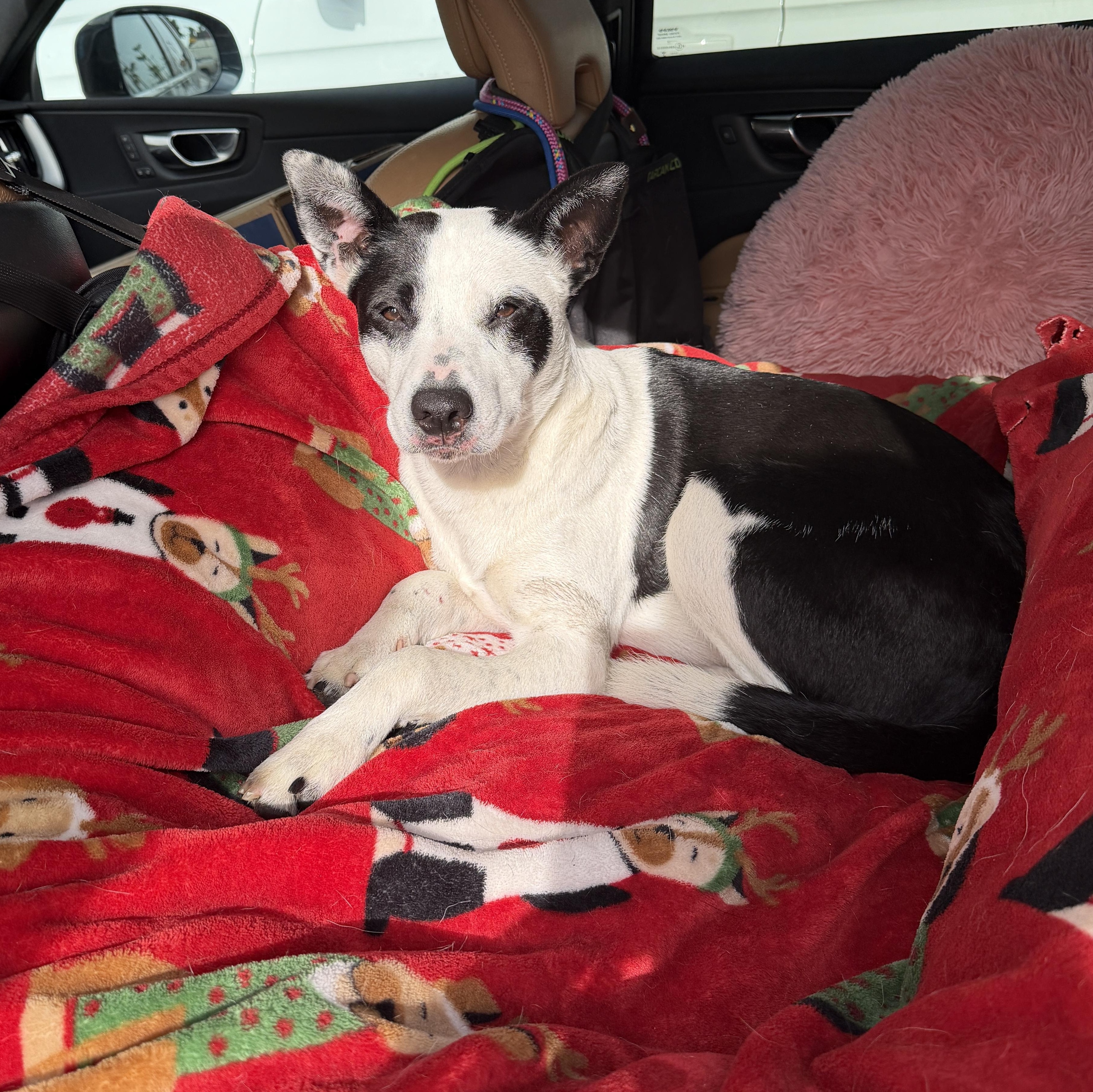 Enlarge Quinn, a ADOPTABLE mixed breed in Encino, CA image 4/5