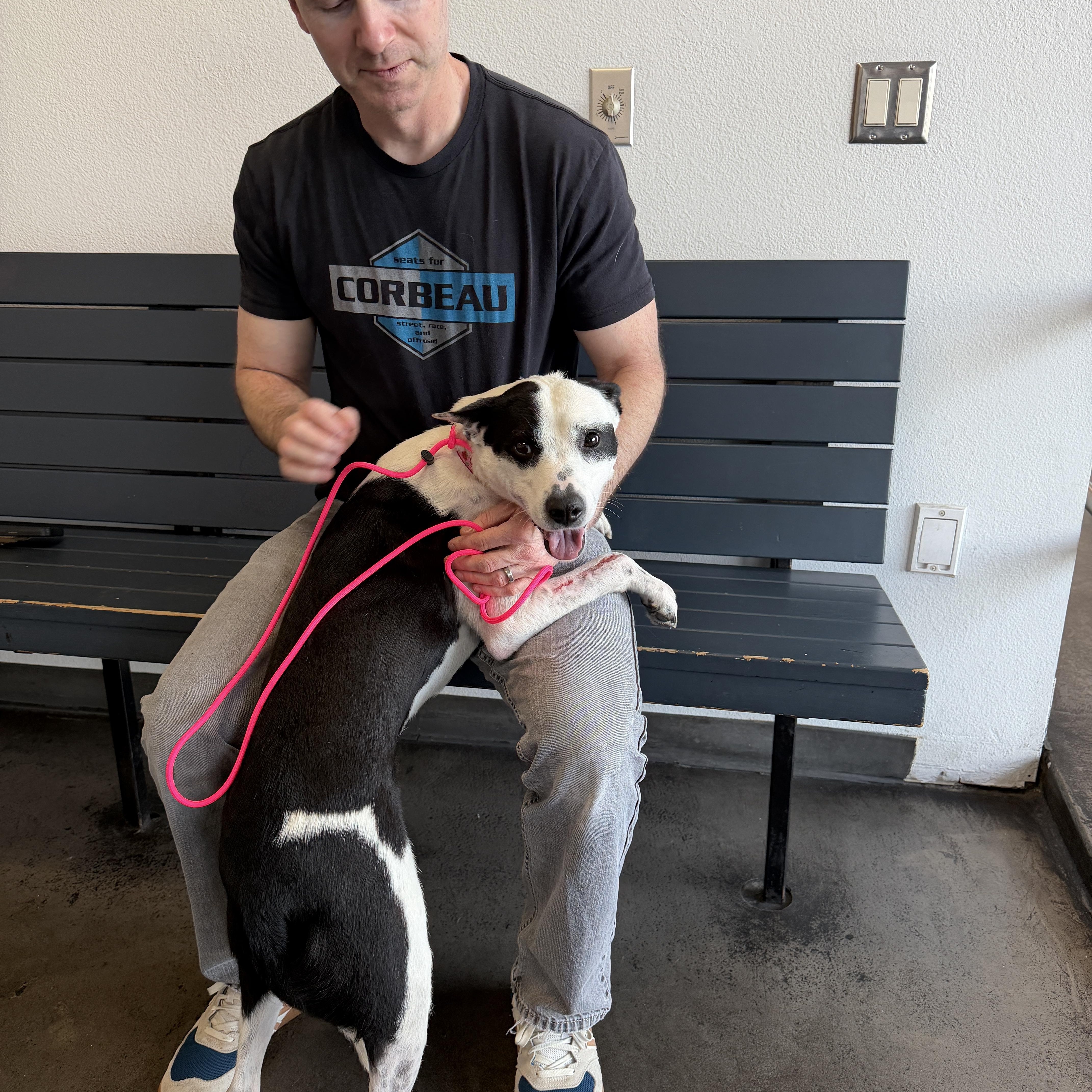 Enlarge Quinn, a ADOPTABLE mixed breed in Encino, CA image 3/5