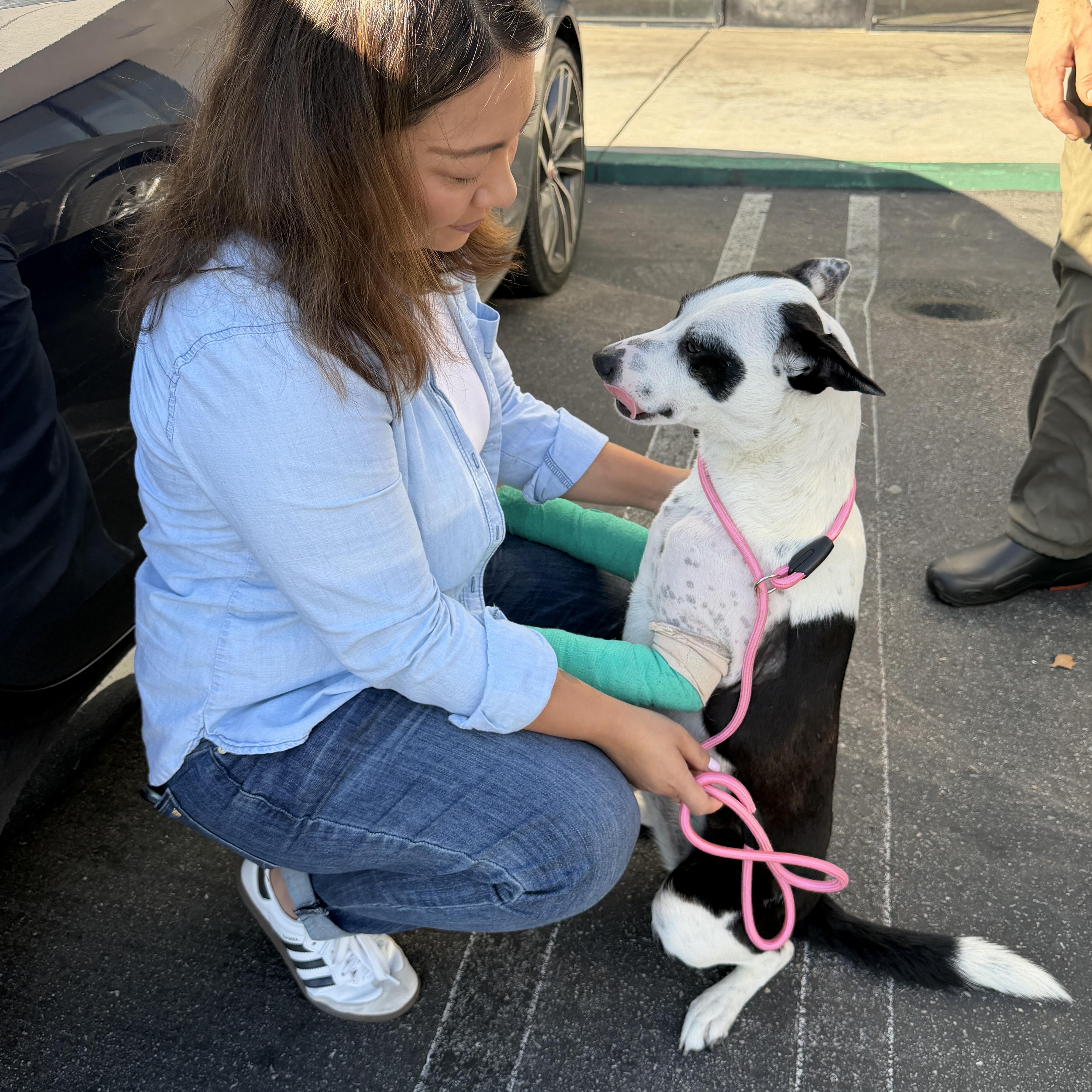 Enlarge Quinn, a ADOPTABLE mixed breed in Encino, CA image 1/5