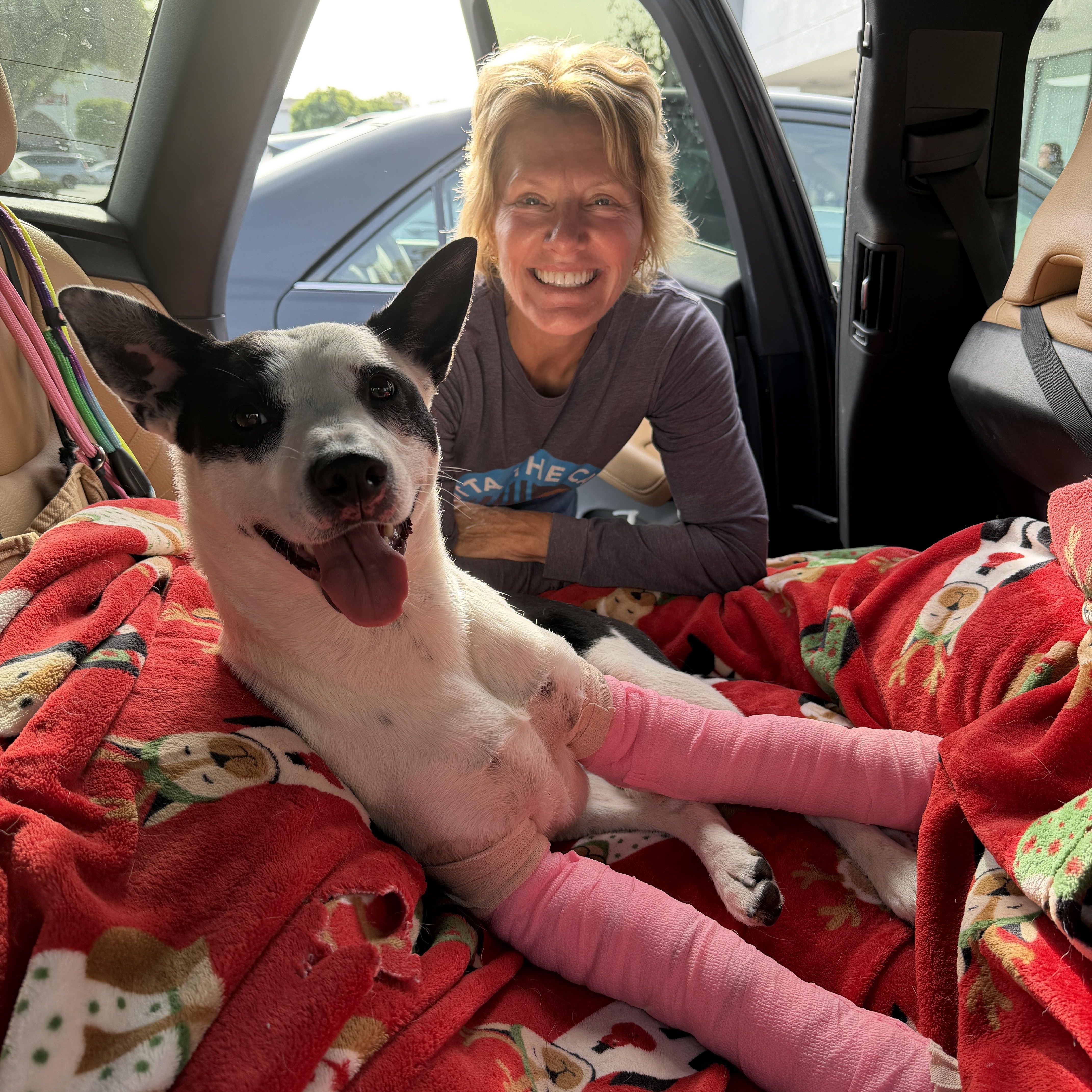 Enlarge Quinn, a ADOPTABLE mixed breed in Encino, CA image 2/5