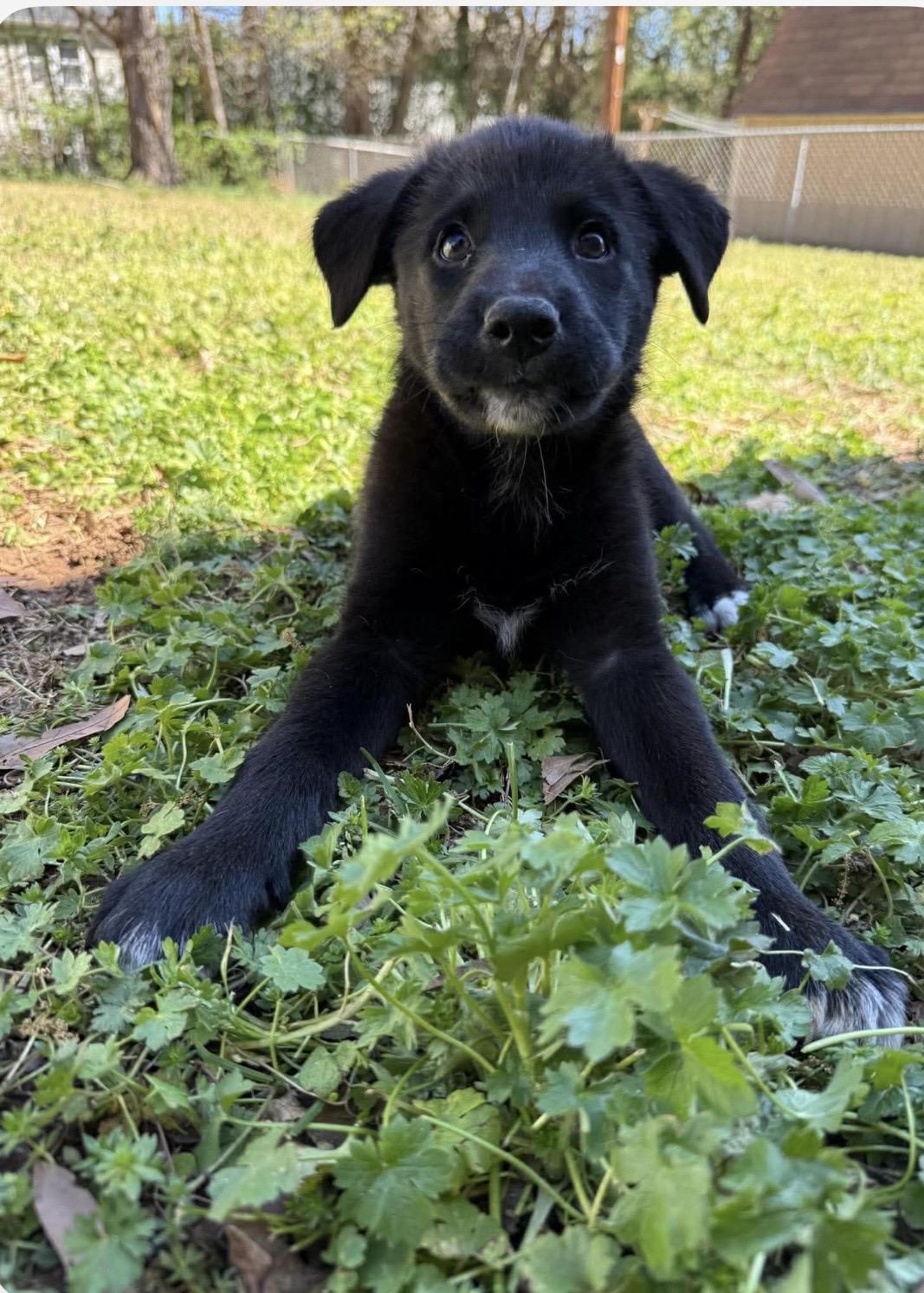 Enlarge Alfie, a ADOPTABLE mixed breed in Kannapolis, NC image 3/3