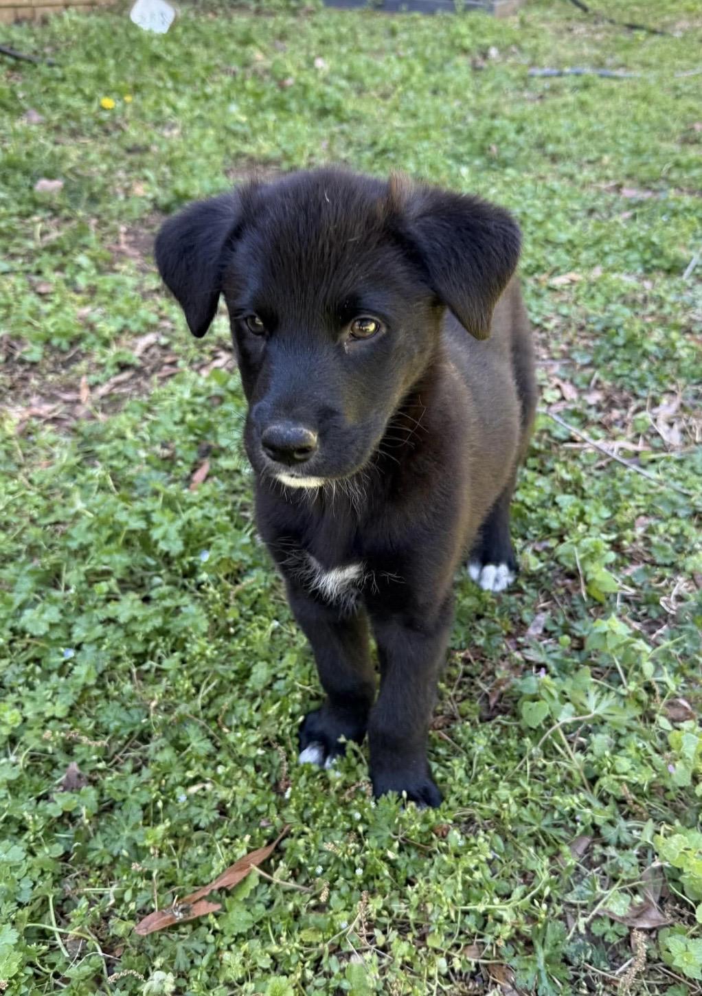Enlarge Alfie, a ADOPTABLE mixed breed in Kannapolis, NC image 2/3