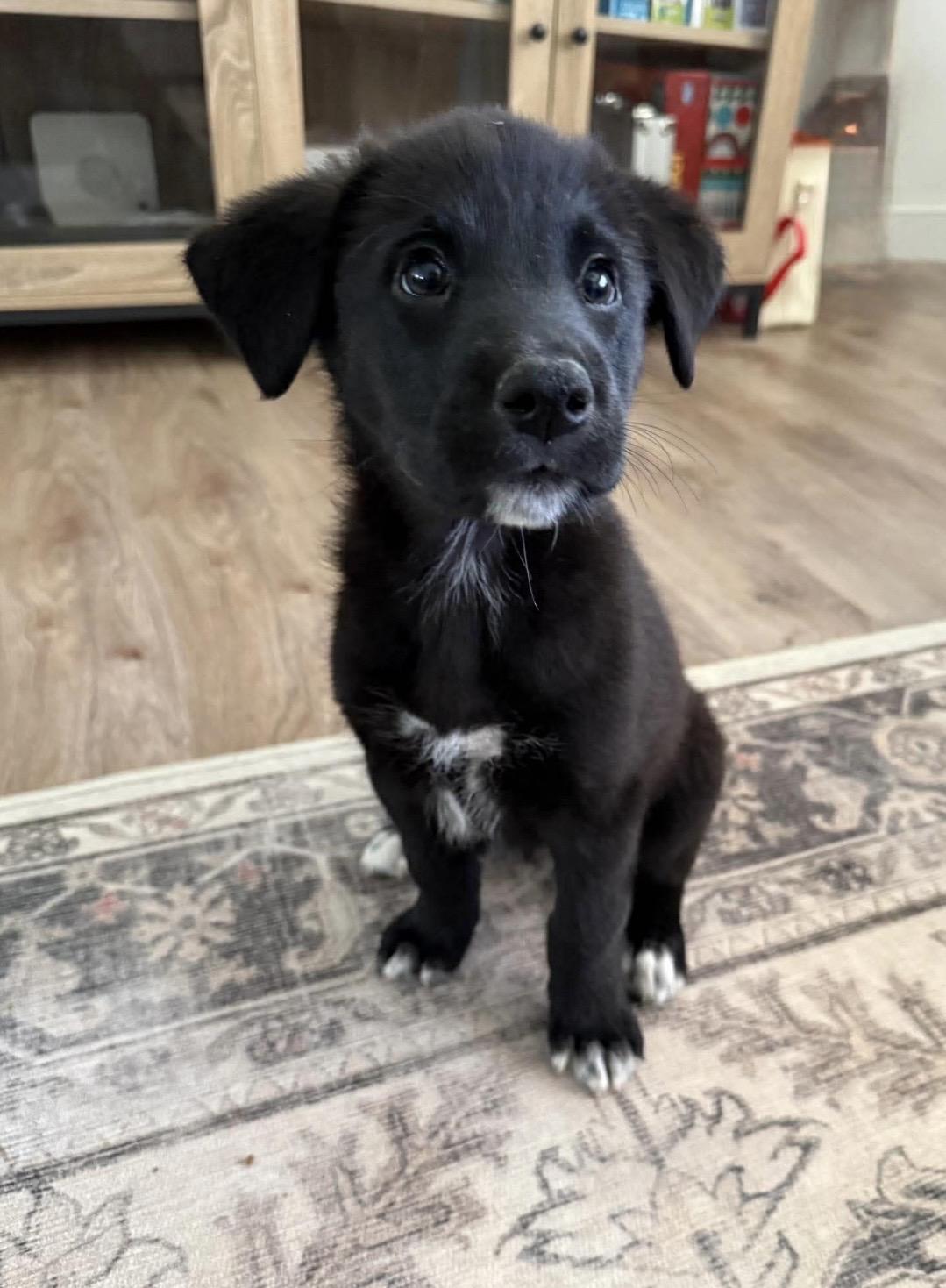 Alfie, ADOPTABLE, Puppy Male Labrador Retriever & Mixed Breed.