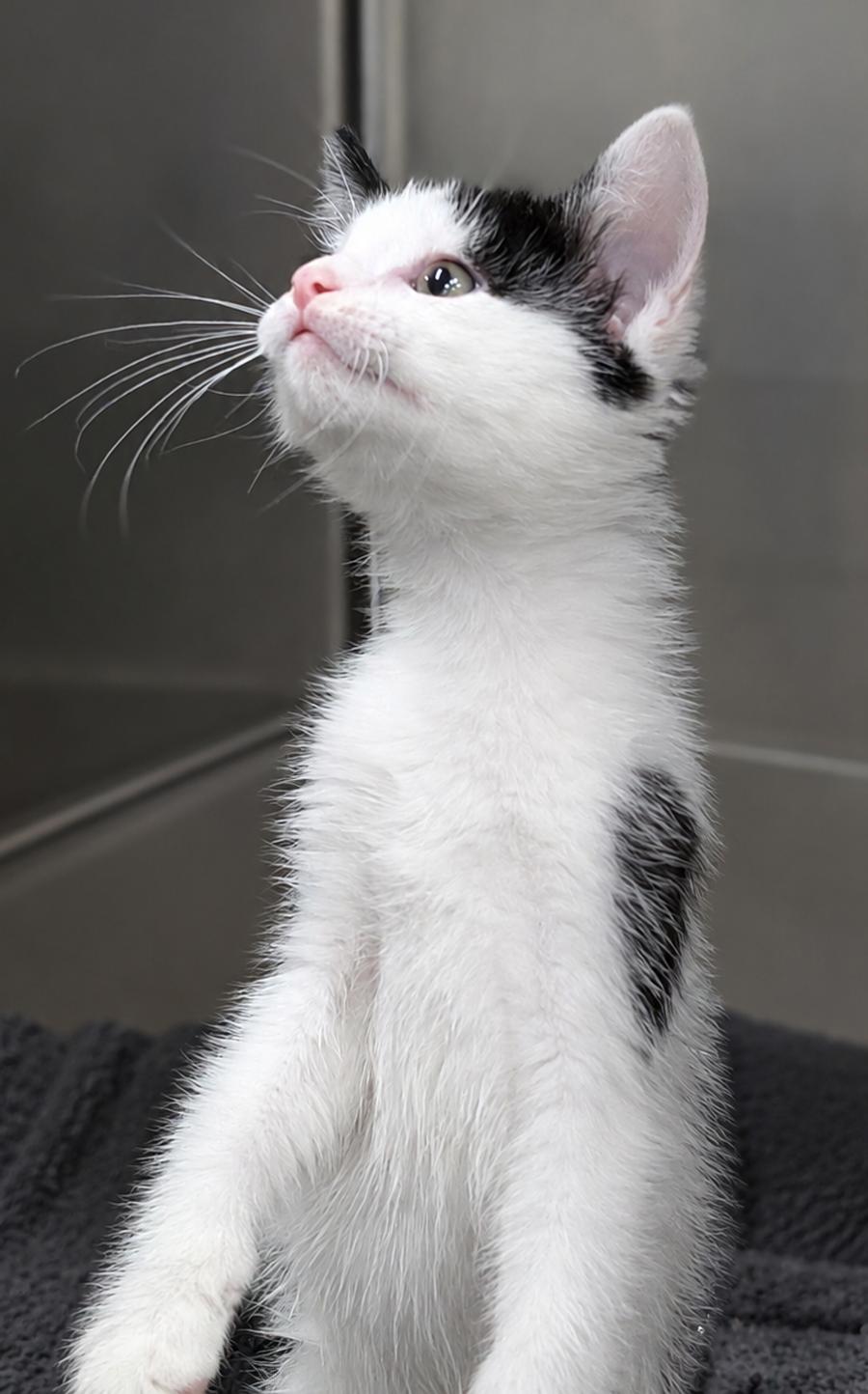 Kitten Dizzy, Adopted, Kitten Male Domestic Short Hair.