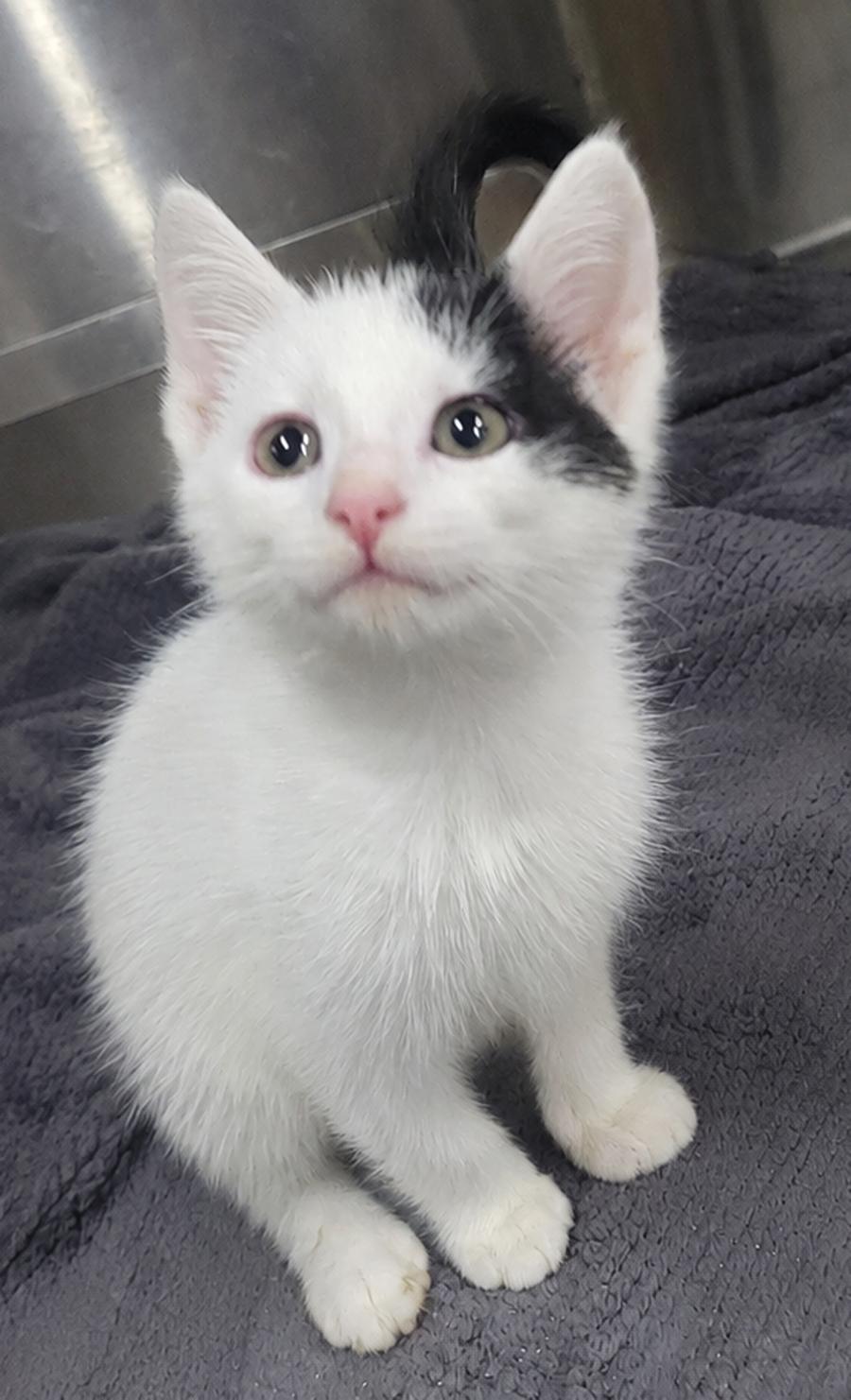 Enlarge Kitten Dizzy, a Adopted Domestic Short Hair in Cuyahoga Falls, OH image 2/3