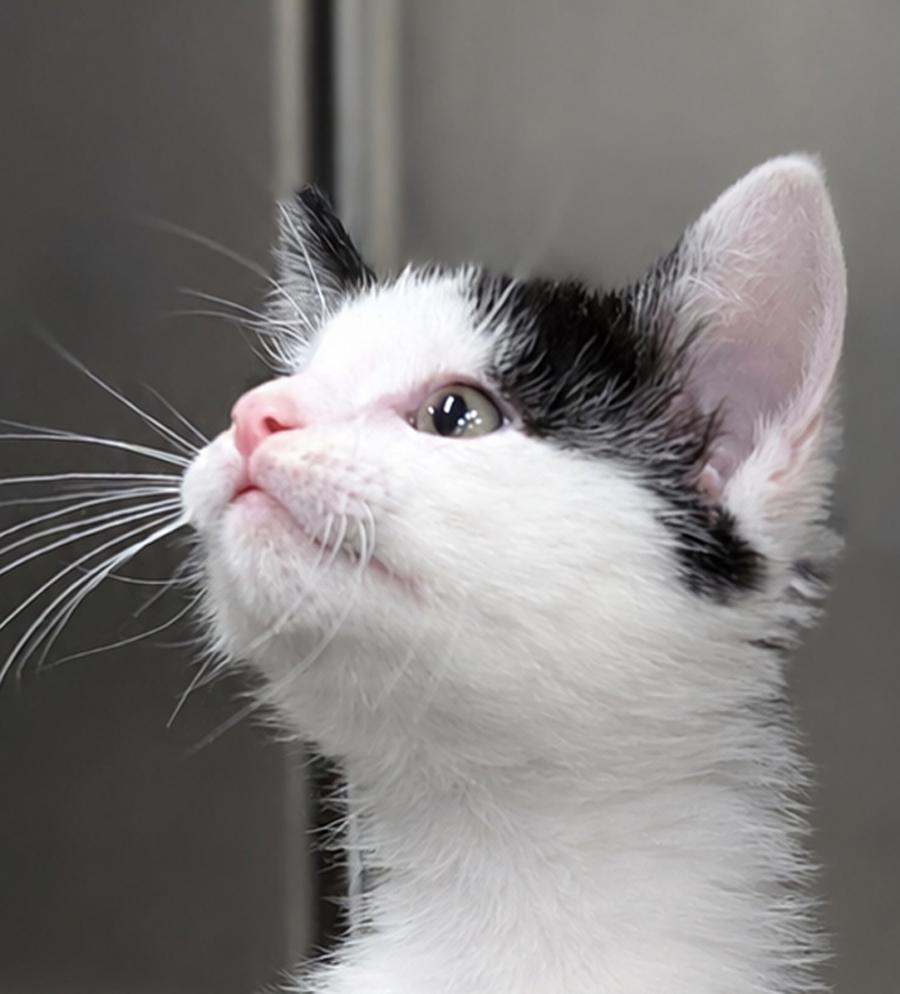 Enlarge Kitten Dizzy, a Adopted Domestic Short Hair in Cuyahoga Falls, OH image 3/3
