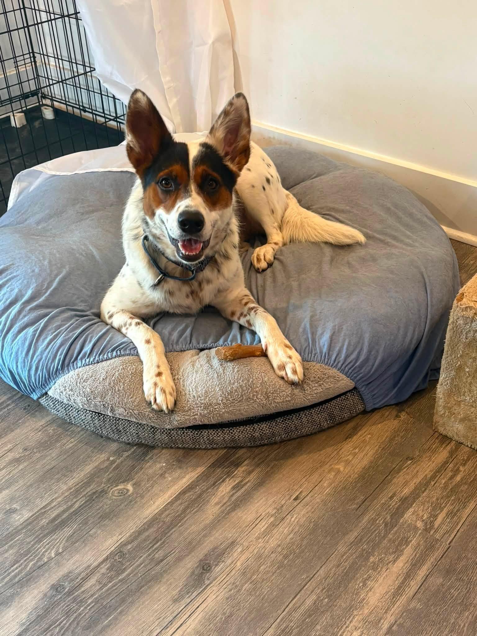 Enlarge Pippa, a Adoptable Collie in Mount Pleasant, SC image 1/3
