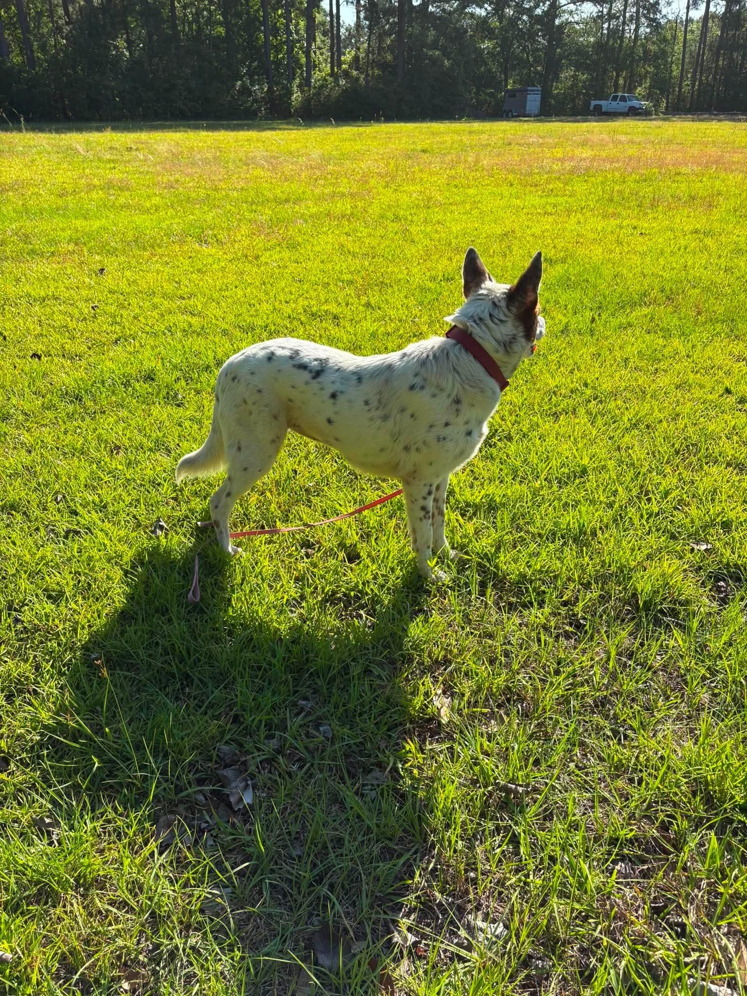 Enlarge Pippa, a Adoptable Collie in Mount Pleasant, SC image 1/3