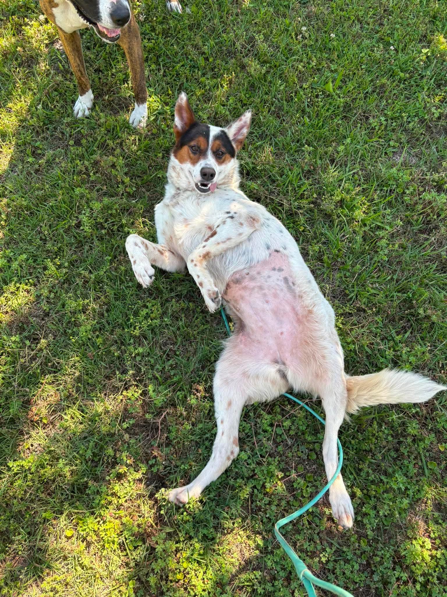 Enlarge Pippa, a Adoptable Collie in Mount Pleasant, SC image 2/3
