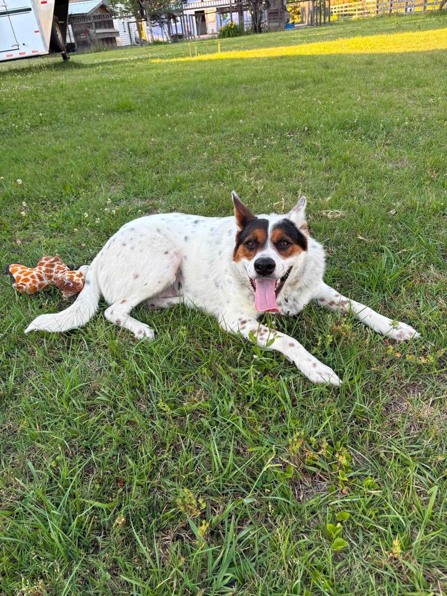 Enlarge Pippa, a Adoptable Collie in Mount Pleasant, SC image 3/3