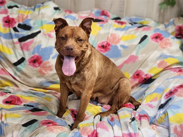 Enlarge JANIE, a Adoptable mixed breed in Charlotte, NC image 1/1