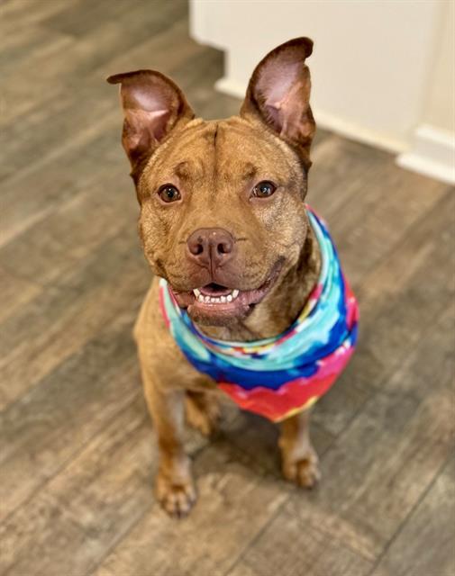 JANIE, Adoptable, Adult Female Pit Bull Terrier & Mixed Breed.