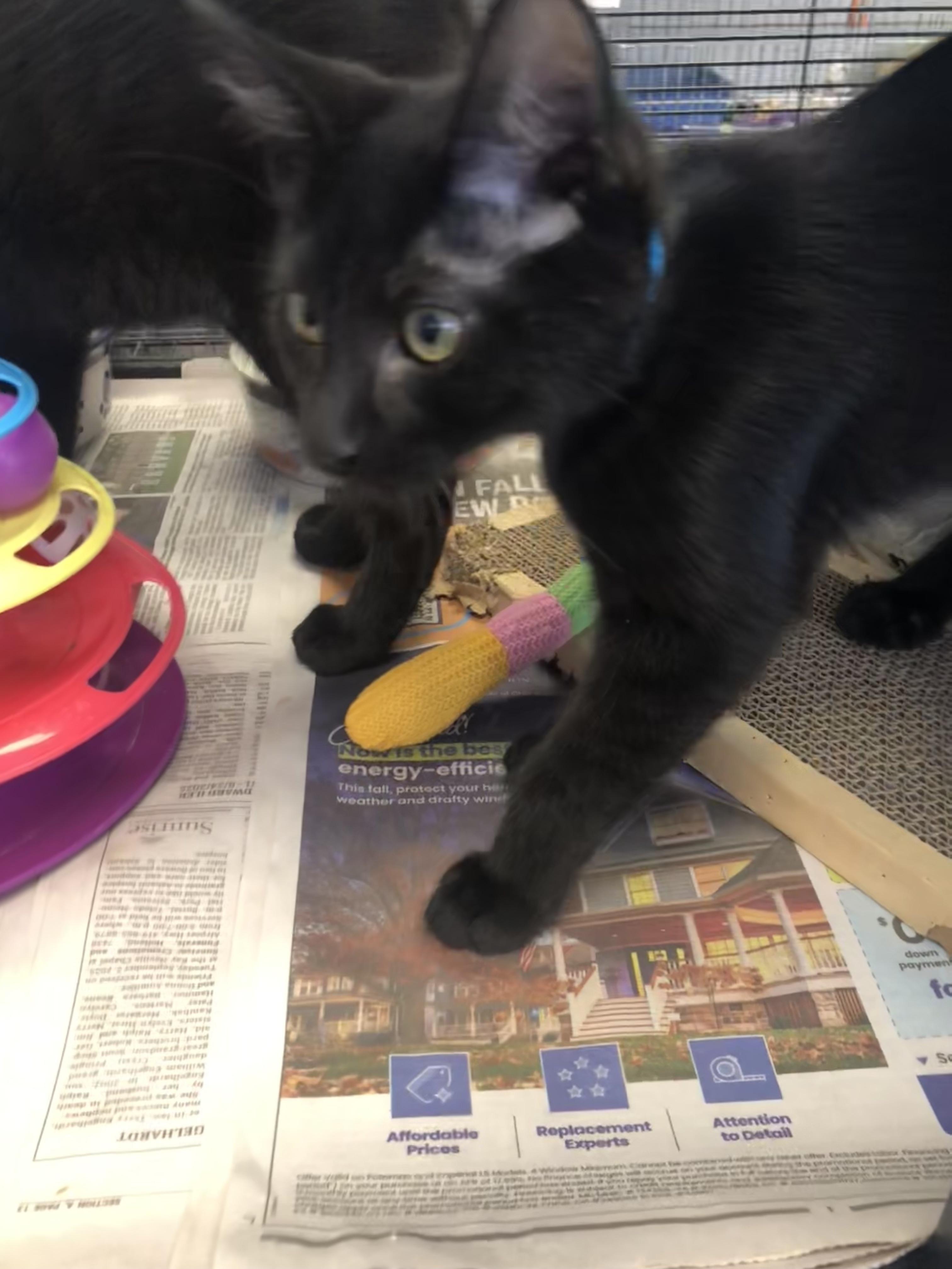 Enlarge Bootsie, a ADOPTABLE Domestic Short Hair in Parma, OH image 1/1