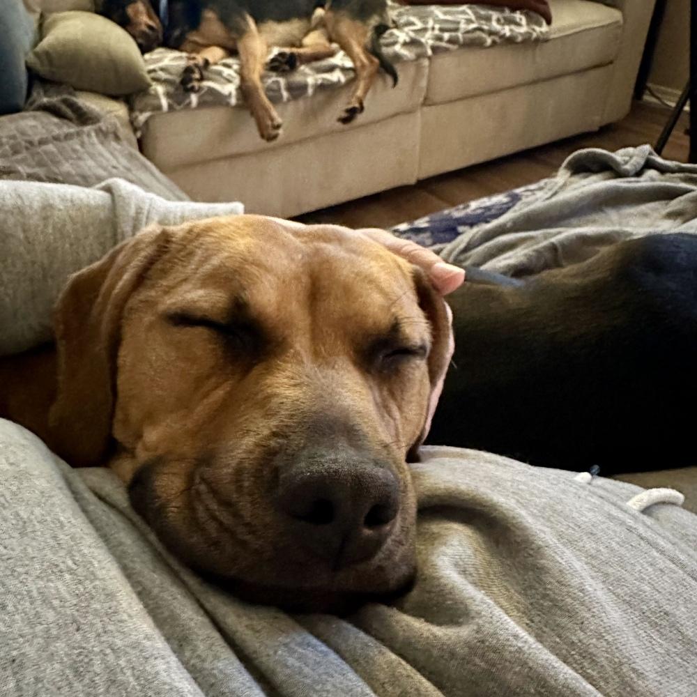 Frankie - AVAILABLE, Adoptable, Young Female Pit Bull Terrier.