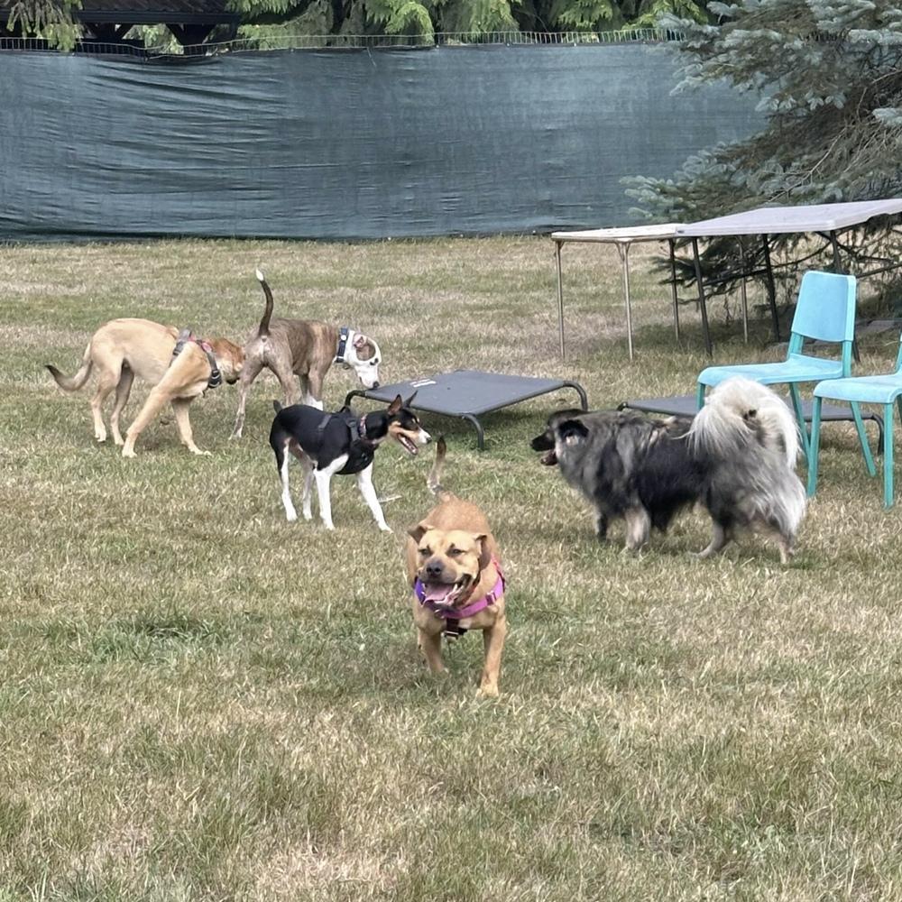 Enlarge Frankie - AVAILABLE, a Adoptable Pit Bull Terrier in Seattle, WA image 2/6