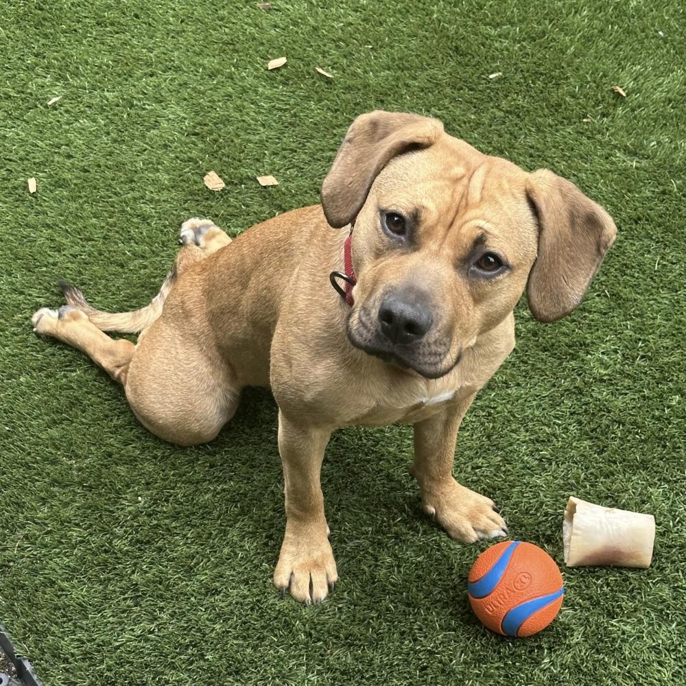 Enlarge Frankie - AVAILABLE, a Adoptable Pit Bull Terrier in Seattle, WA image 3/6