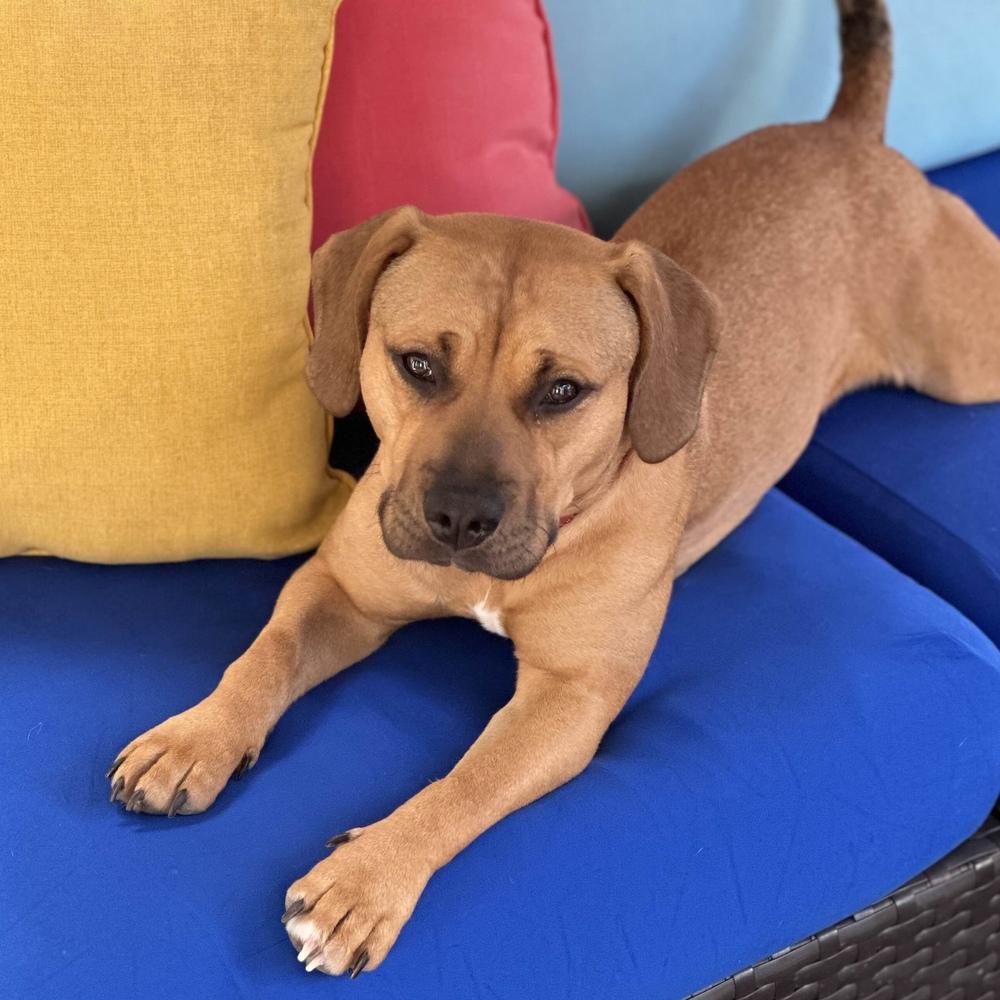 Enlarge Frankie - AVAILABLE, a Adoptable Pit Bull Terrier in Seattle, WA image 5/6