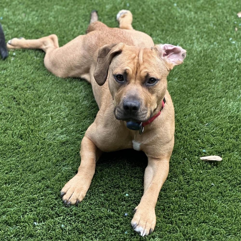 Enlarge Frankie - AVAILABLE, a Adoptable Pit Bull Terrier in Seattle, WA image 6/6