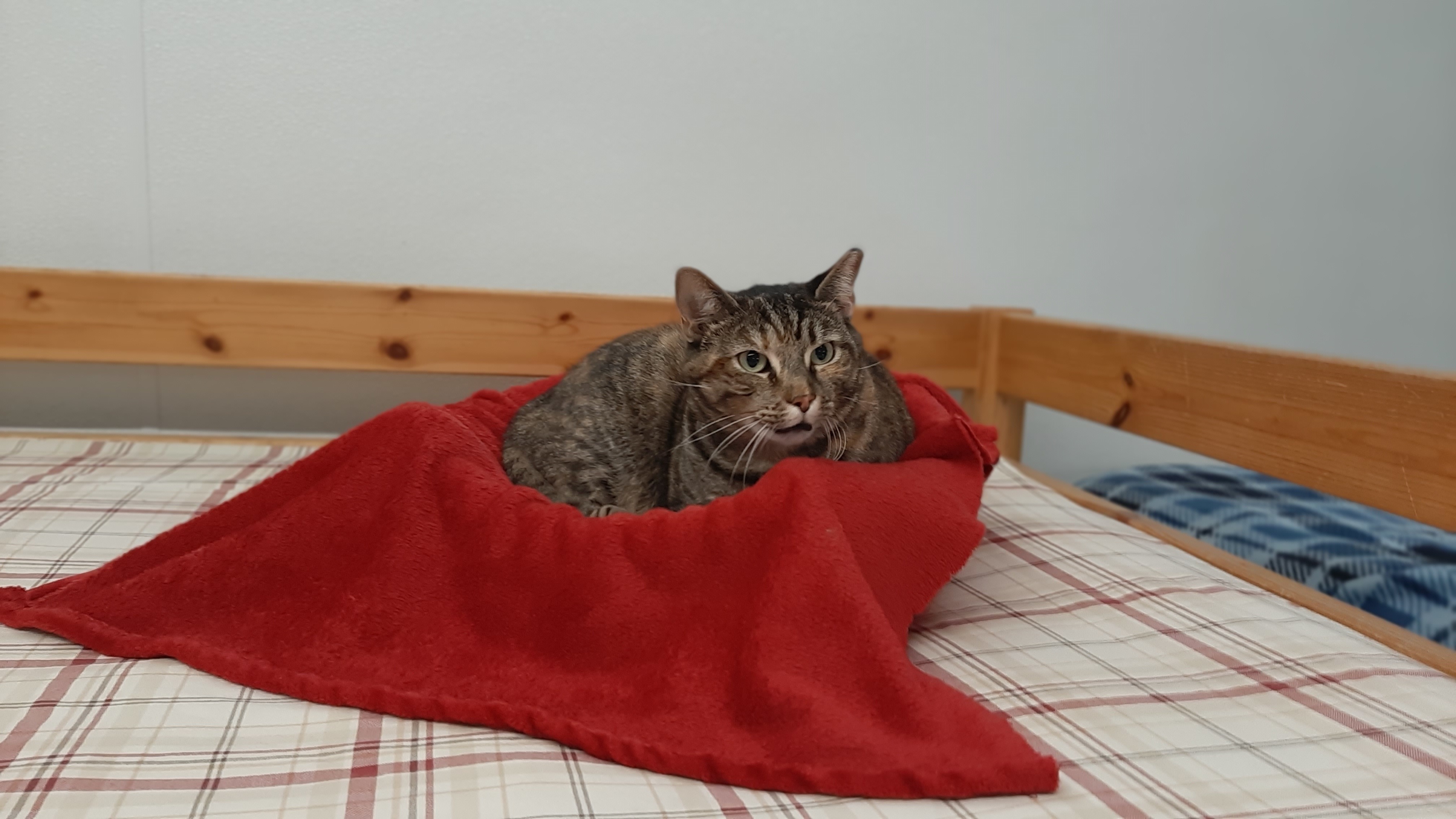 Twinkle, a Adoptable mixed breed in Vine Grove, KY image 1/12