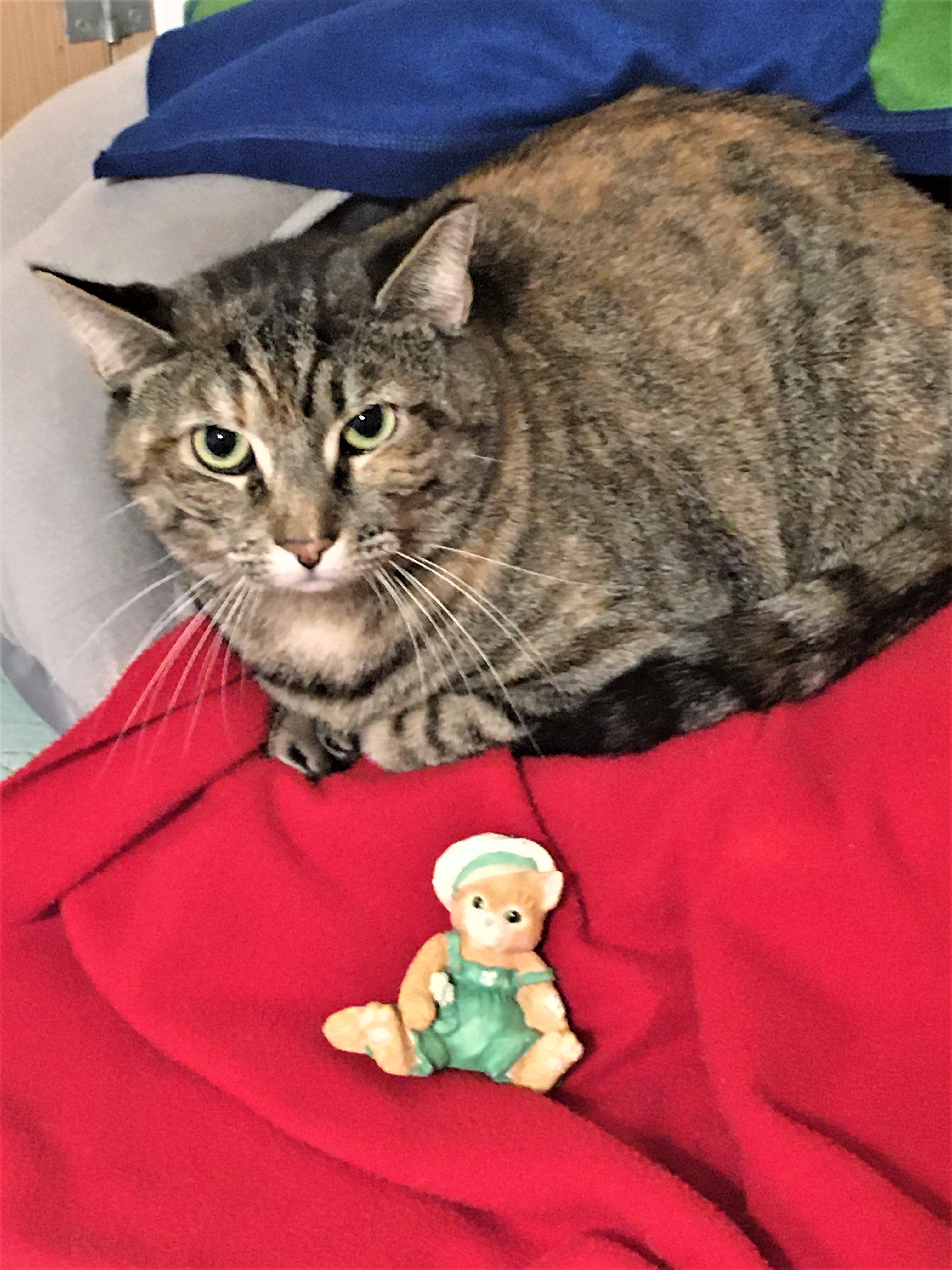 Twinkle, a Adoptable mixed breed in Vine Grove, KY image 2/12