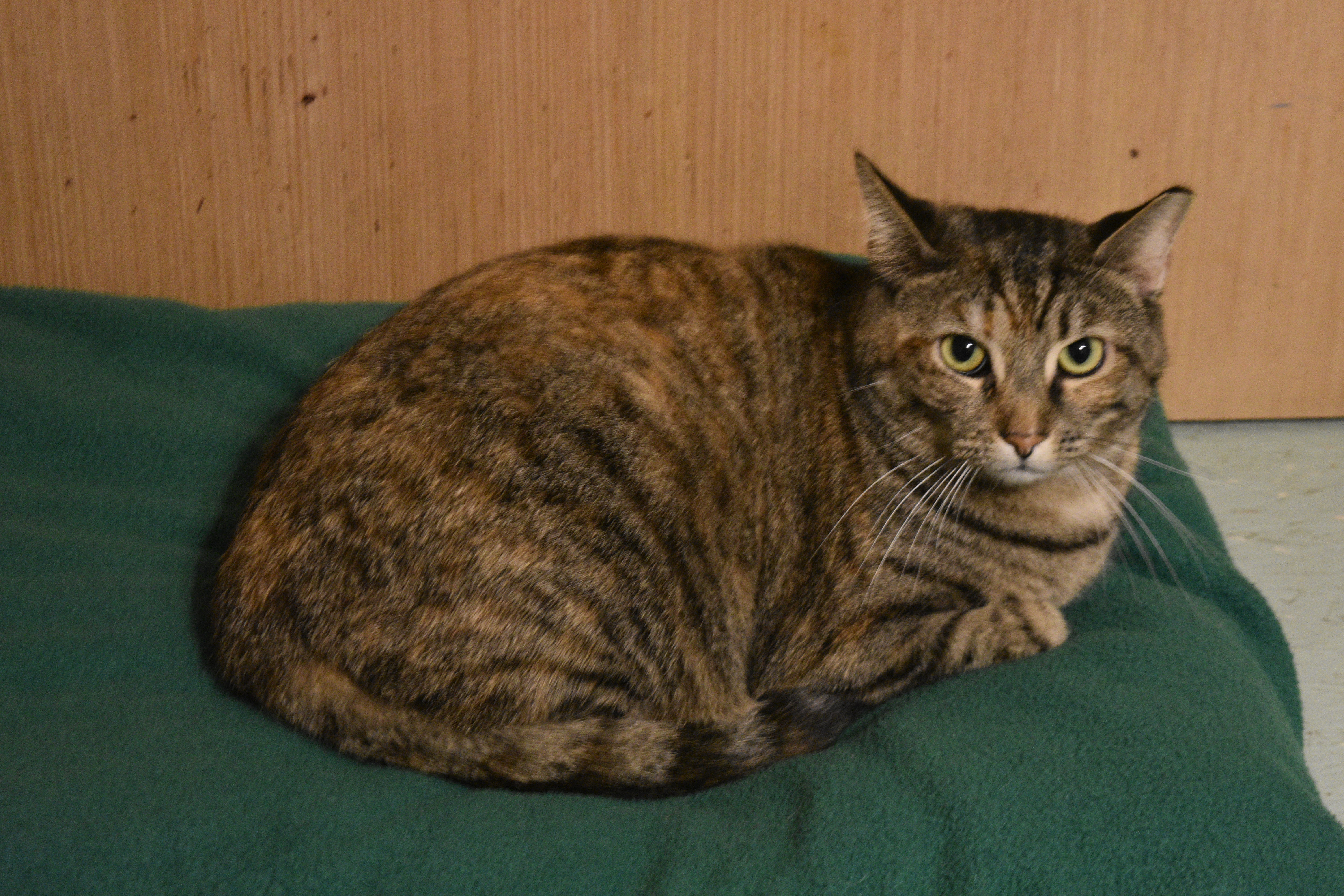 Twinkle, a Adoptable mixed breed in Vine Grove, KY image 3/12