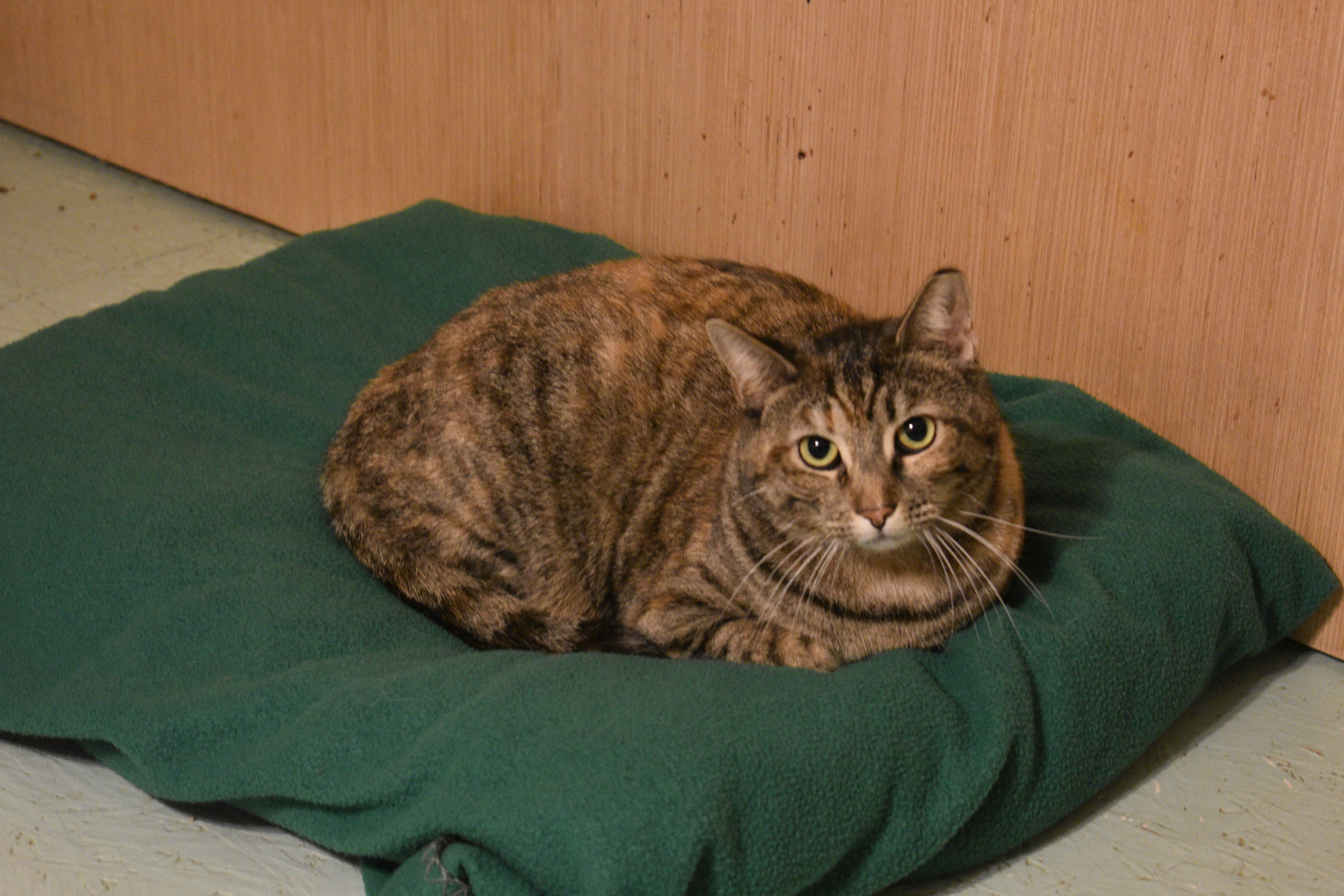 Twinkle, a Adoptable mixed breed in Vine Grove, KY image 4/12