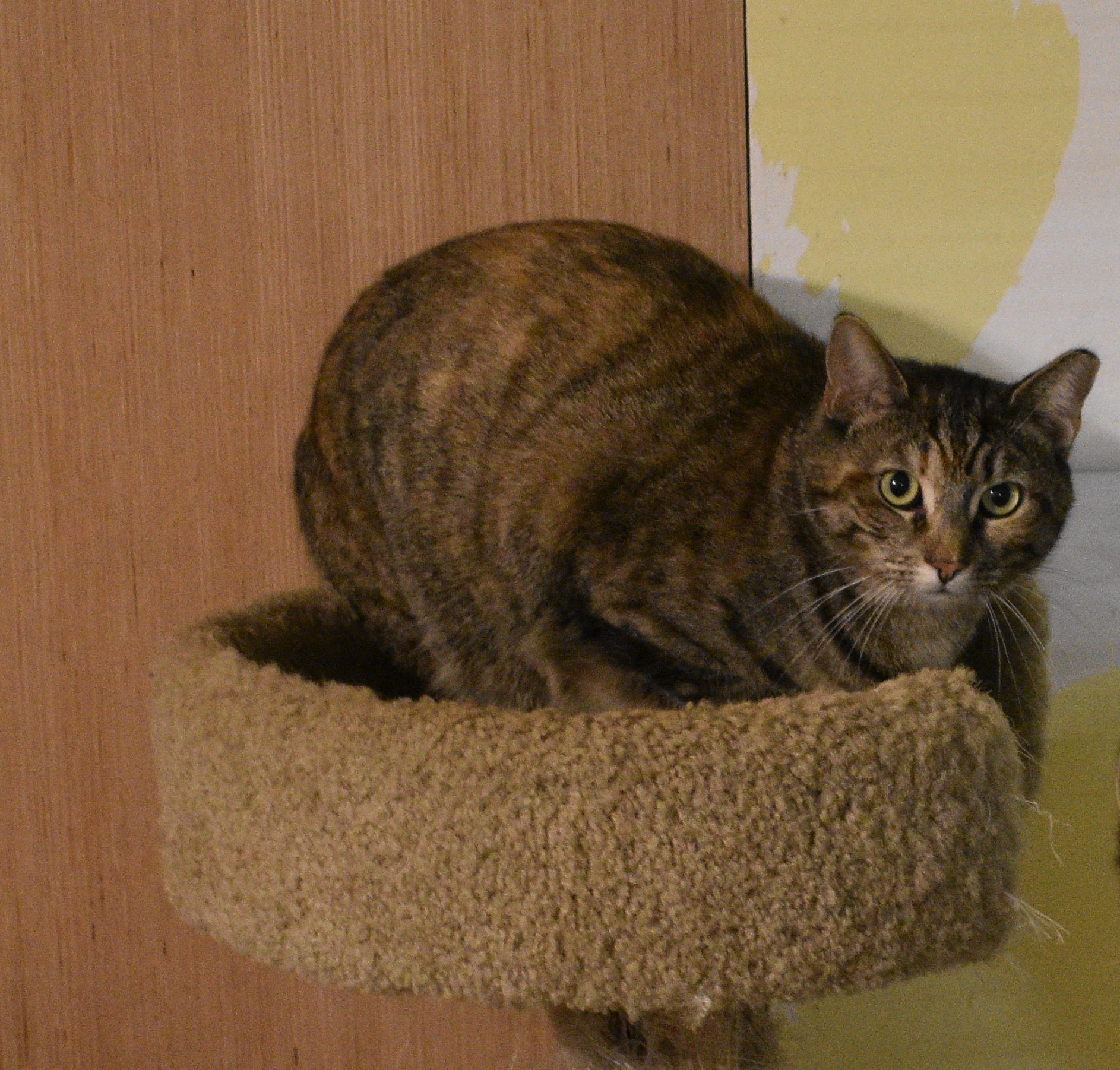 Twinkle, a Adoptable mixed breed in Vine Grove, KY image 5/12