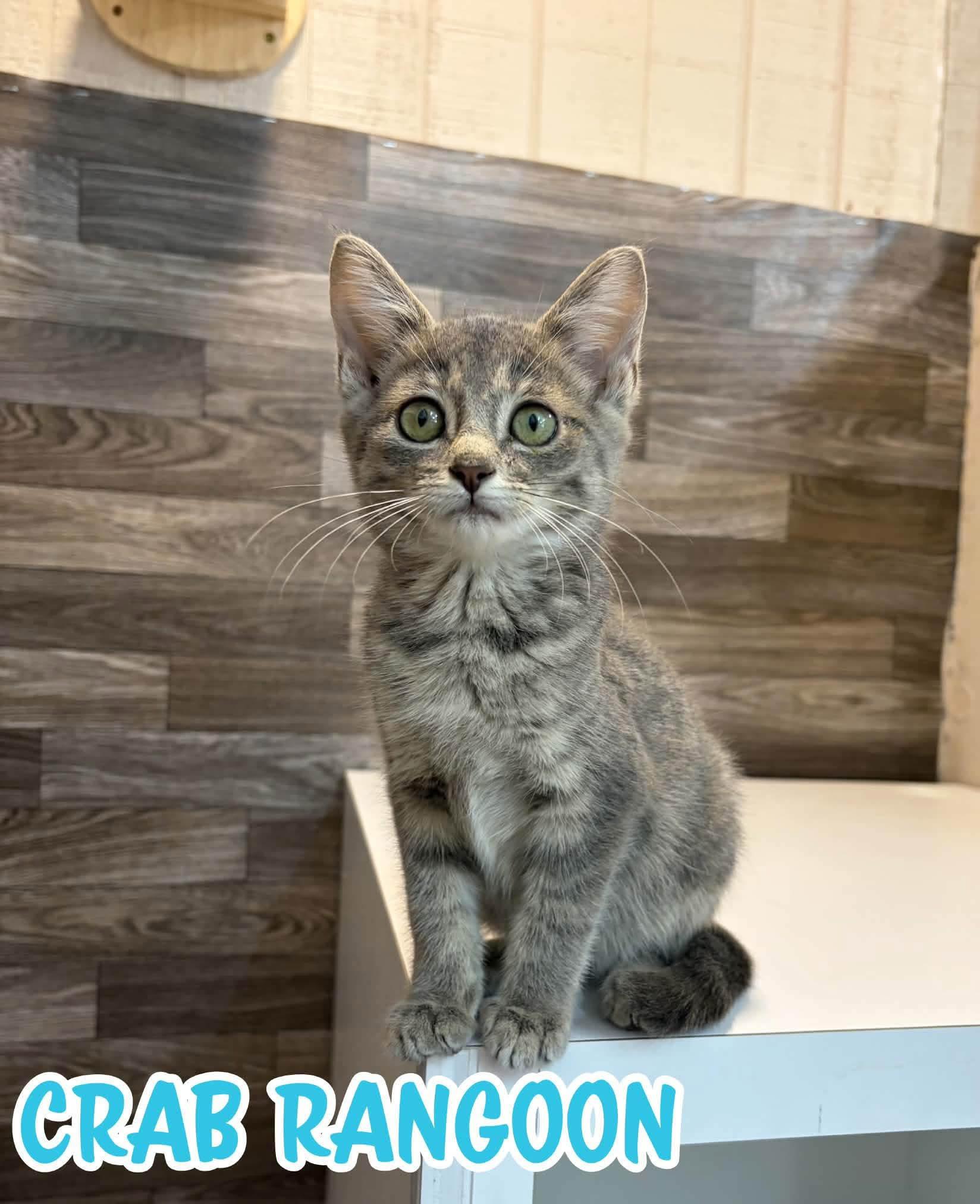Enlarge Crab Rangoon, a Adoptable Domestic Short Hair in Akron, OH image 1/1