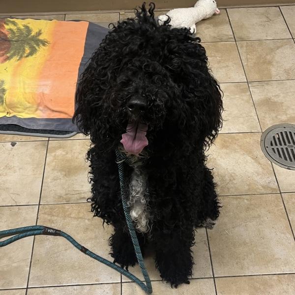 Cannonball (mcas), Adoptable, Young Male Labradoodle.