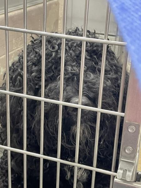 Cannonball (mcas), a Adoptable mixed breed in Troutdale, OR image 2/2