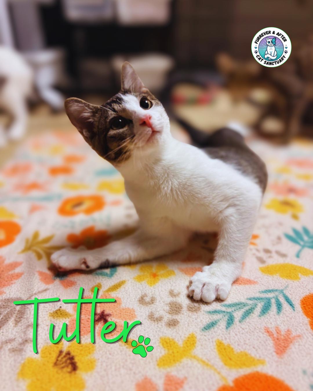 Tutter photo