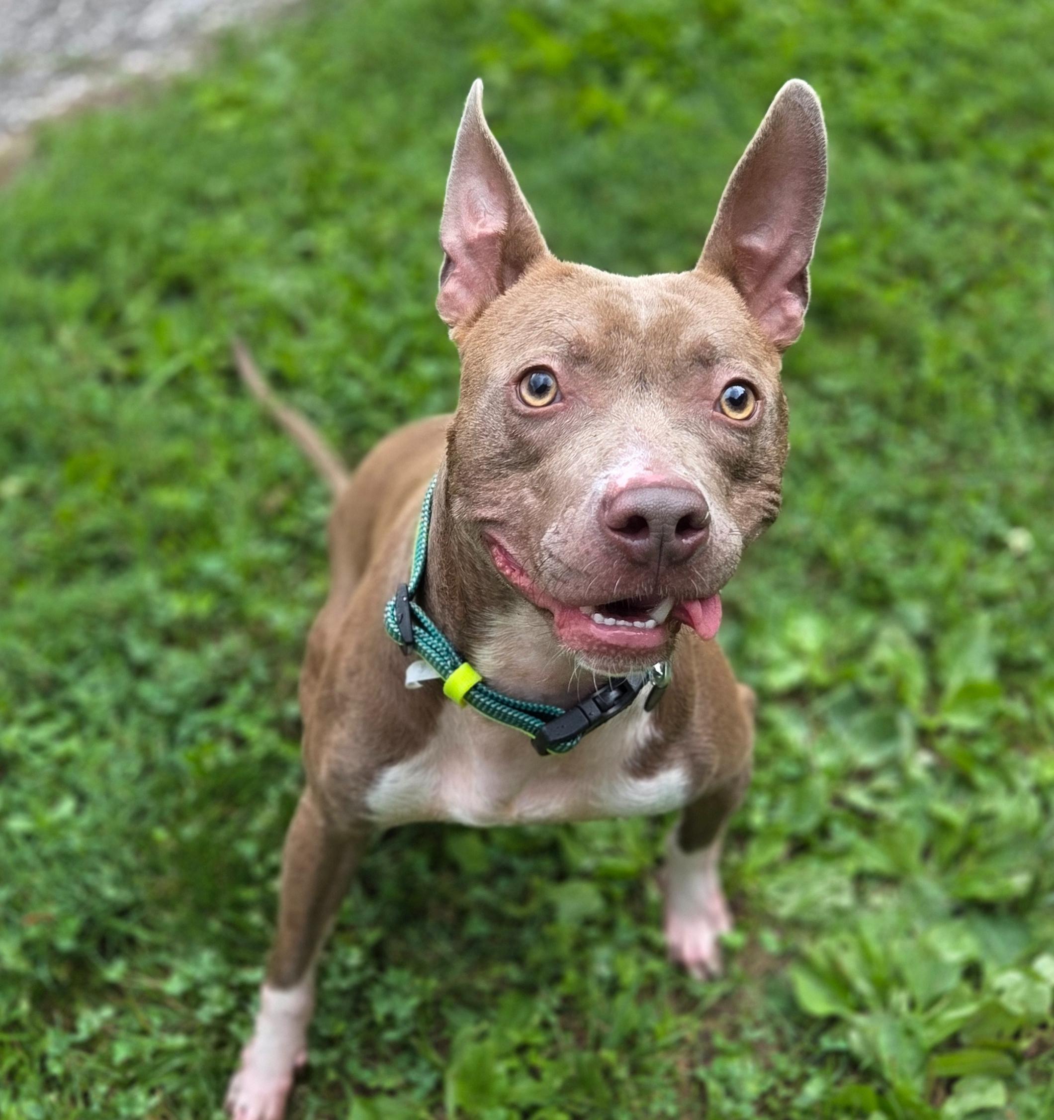 Smiley, a Adoptable mixed breed in Phoenix, MD image 3/3